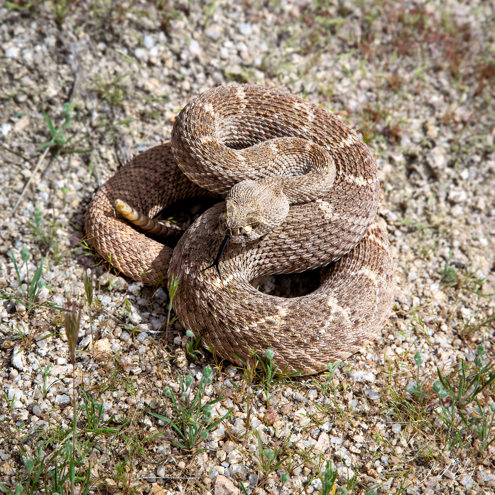 DIAMONBACK RATTLER - ARIZONA