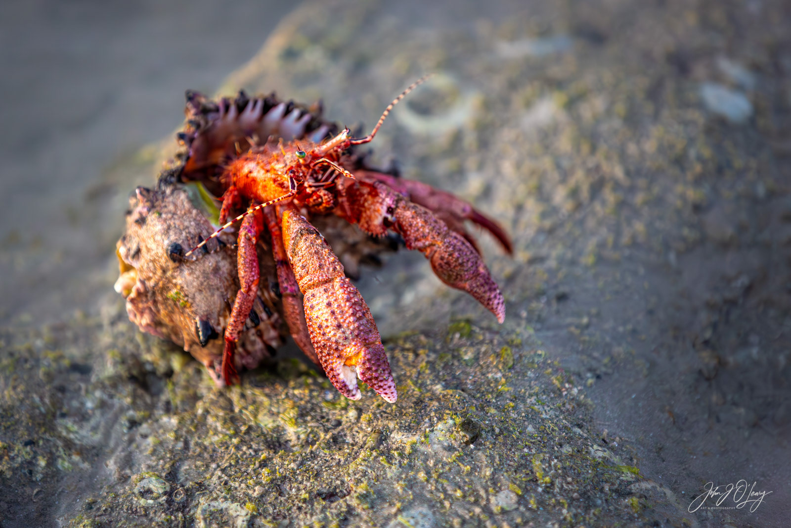 HERMIT CRAB | MEXICO