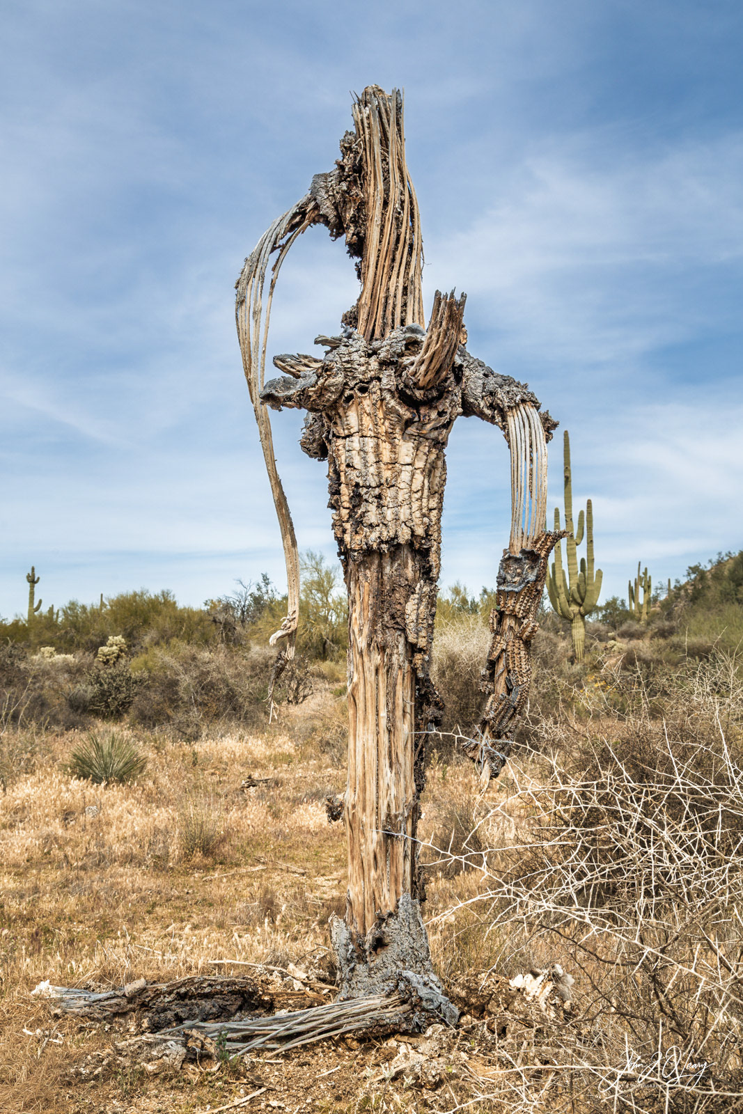 CACTUS SKELETON - ARIZONA