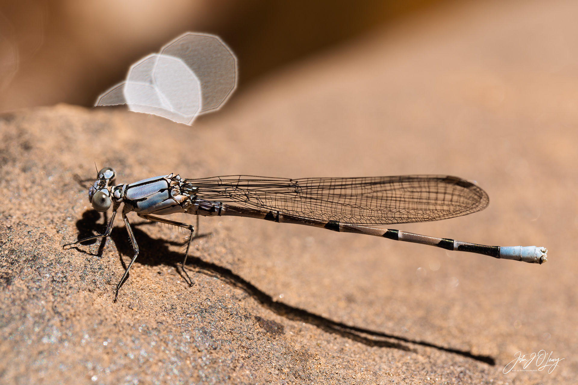 DAMSELFLY USING MACRO LENS - ARIZONA