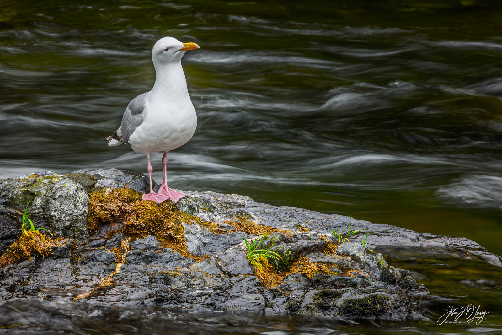 SEAGULL AT RUSSIAN RIVER | ALASKA