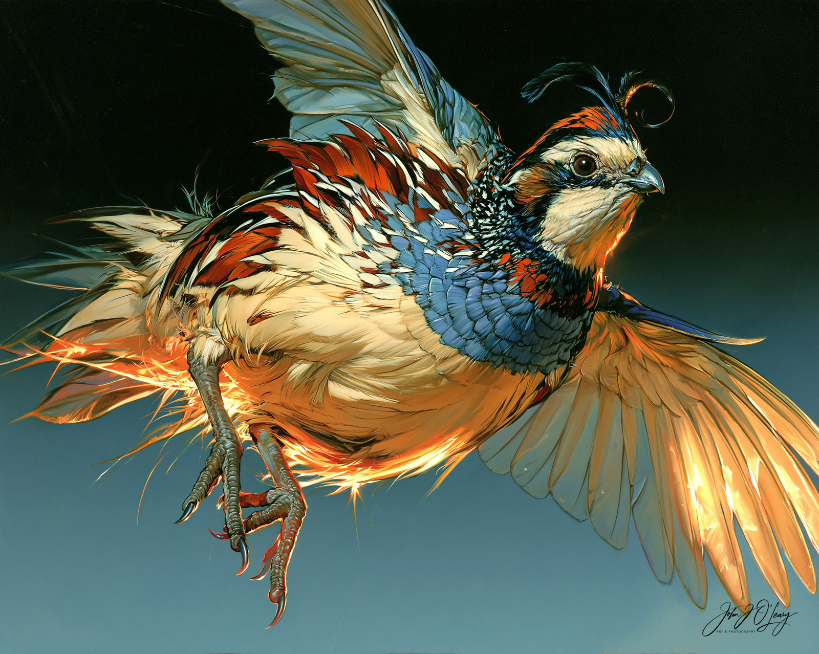 DESERT QUAIL IN FLIGHT - CLOSE-UP