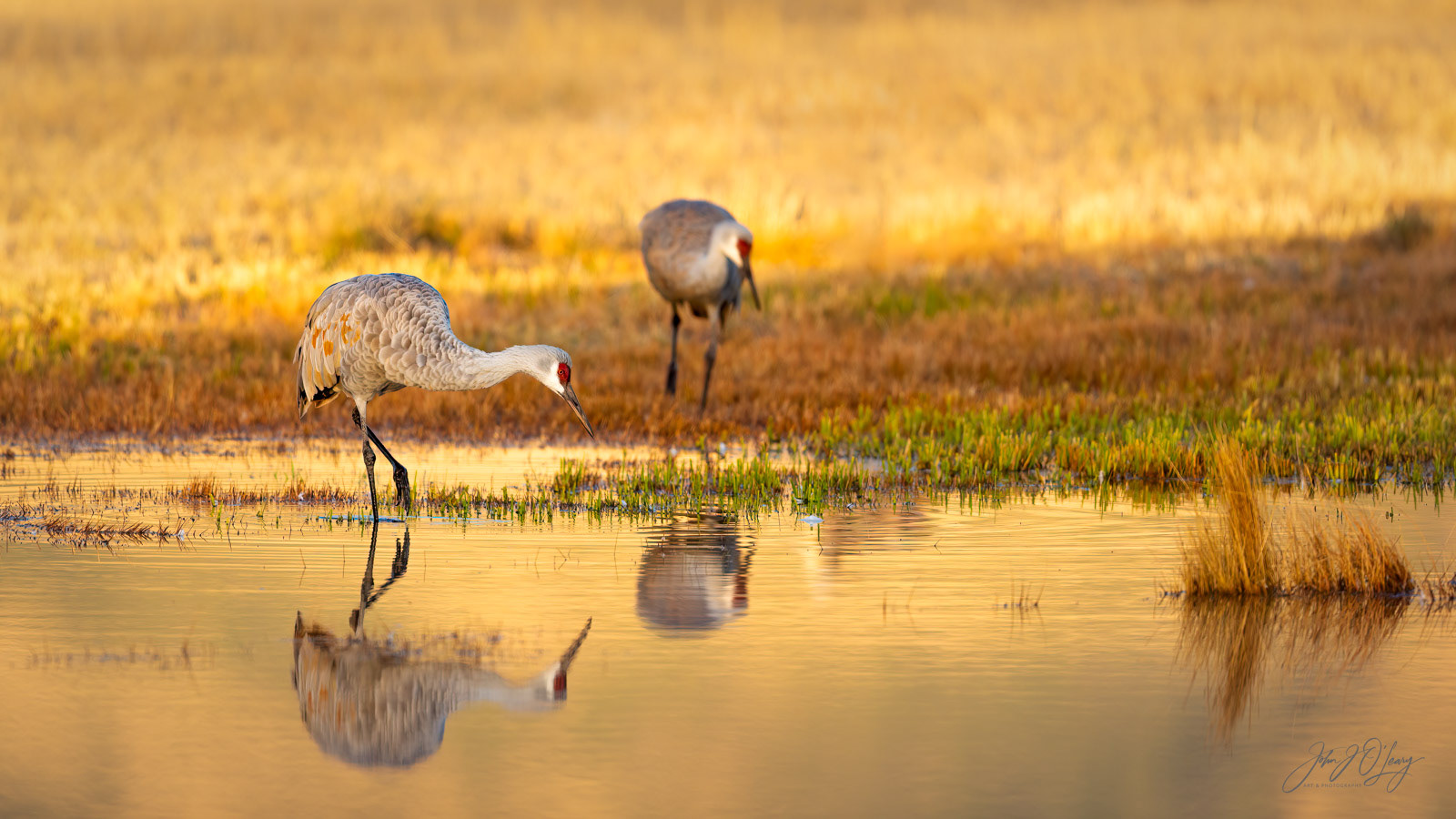 SANDHILL CRANES FORAGING | NEW MEXICO