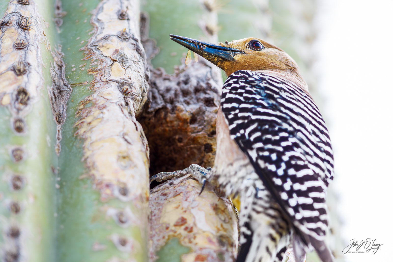 GILA WOODPECKER WITH WASP | ARIZONA