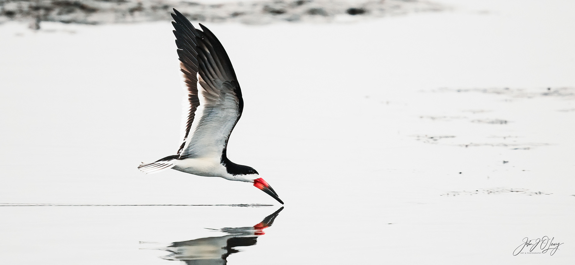  SKIMMER AT BOLSA CHICA - CALIFORNIA