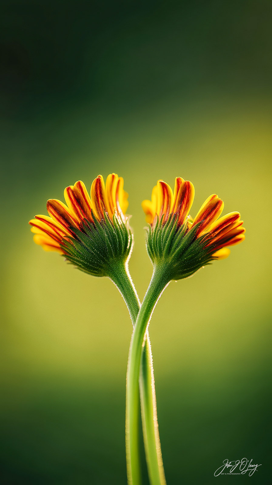 FLOWER PAIR