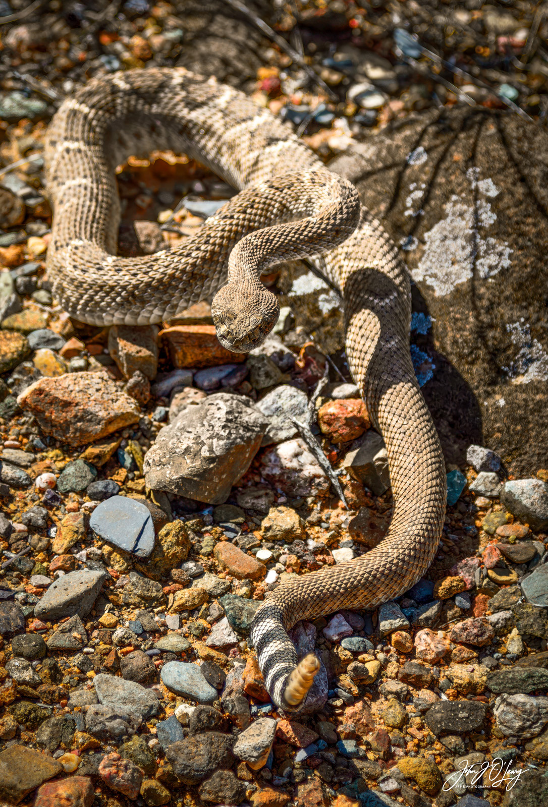 DIAMOND BACK RATTLESNAKE | ARIZONA