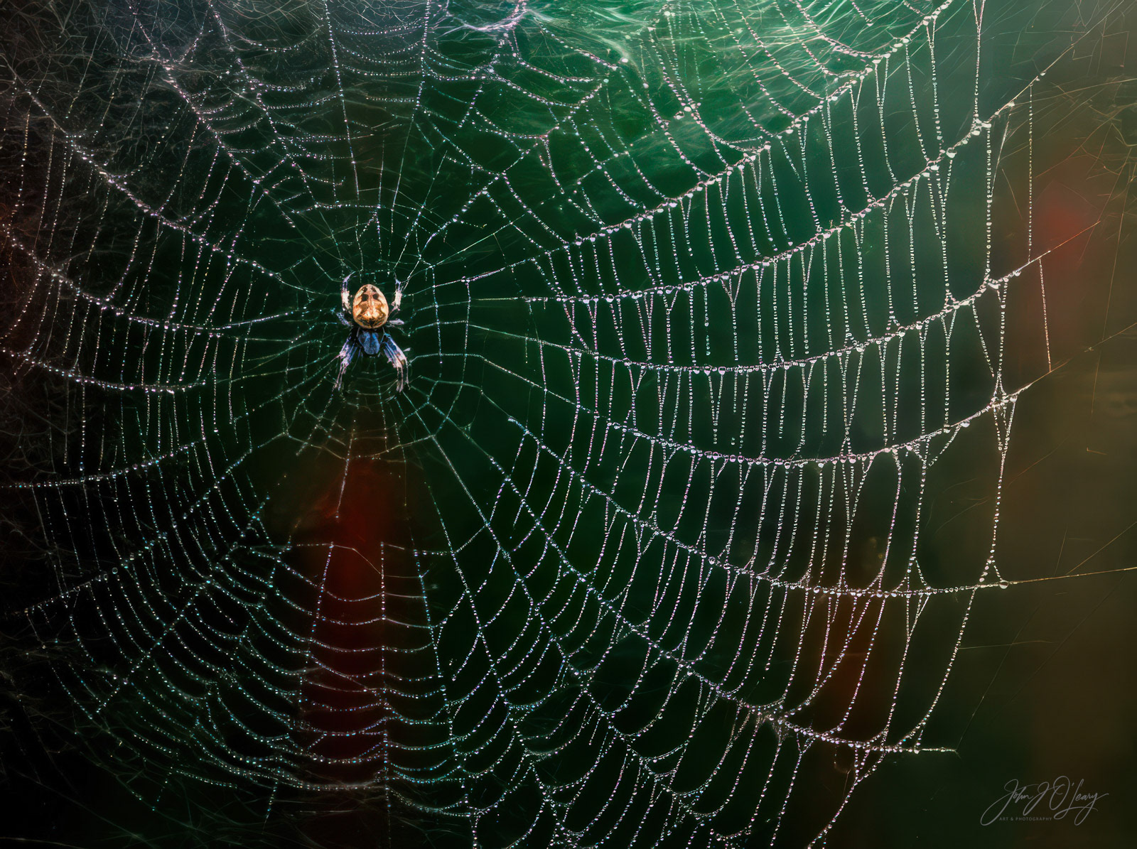 SPIDER WEB WITH DEW