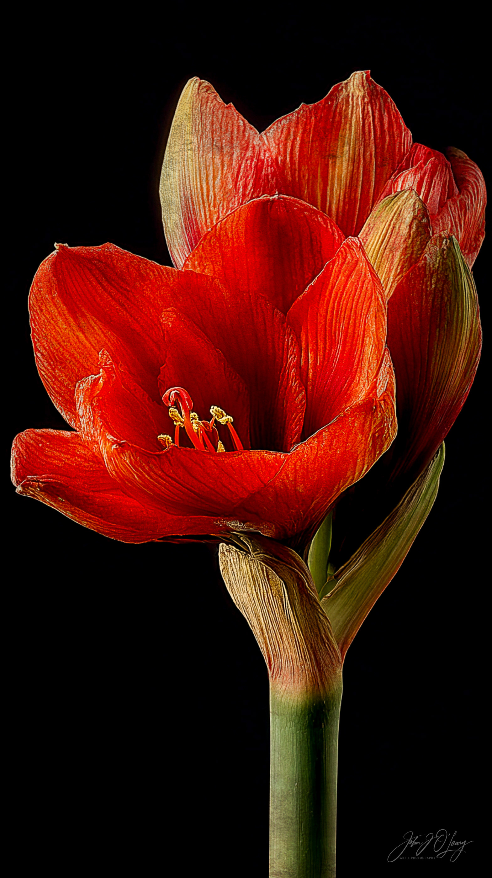 AMARYLLIS