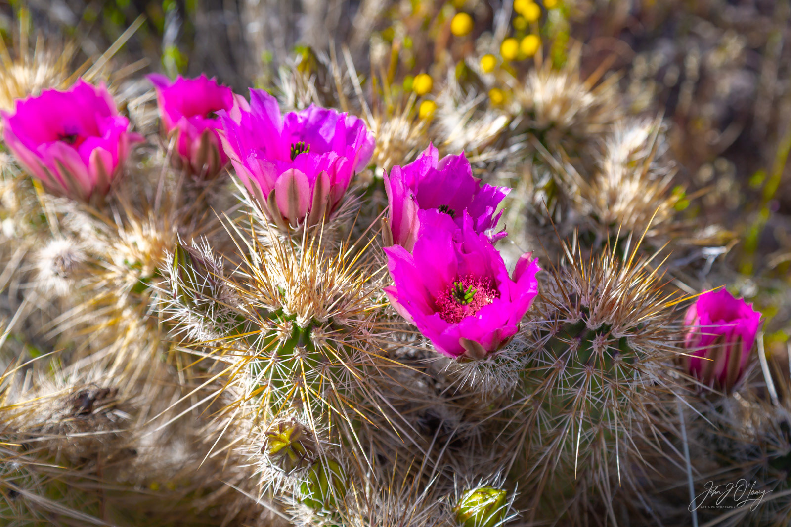 HEDGEHOG CACTUS FLOWERS | ARIZONA