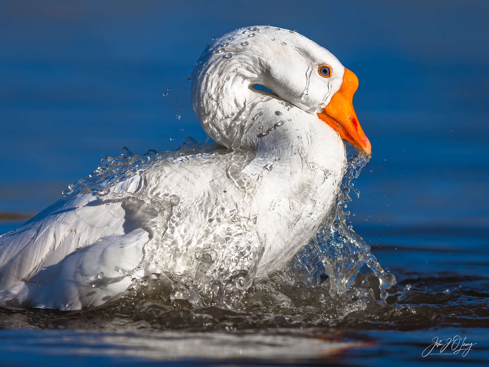 DOMESTIC GOOSE BATHING - ARIZONA