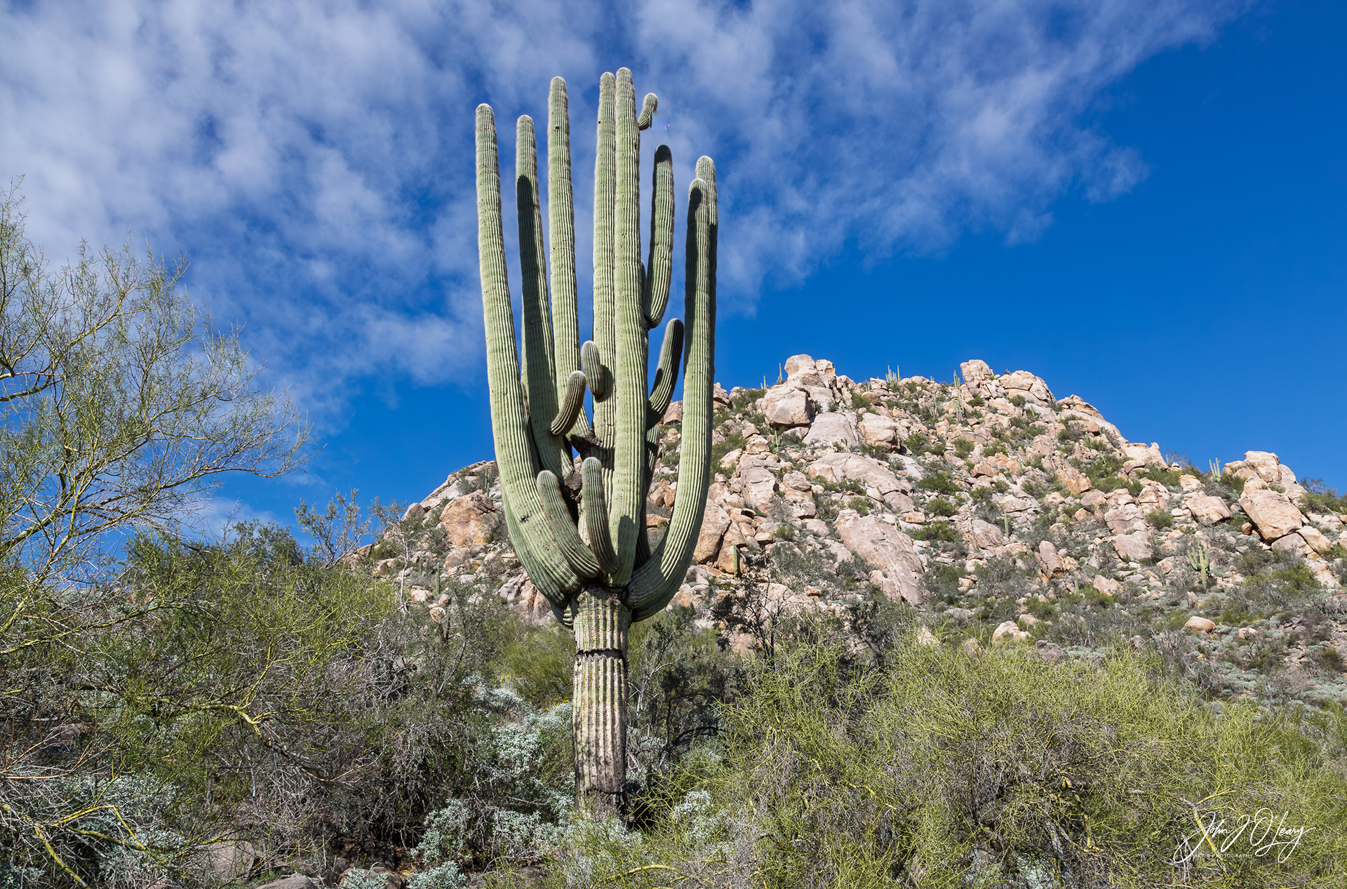 SAGUARO CACTUS AT BROWN'S RANCH - ARIZONA