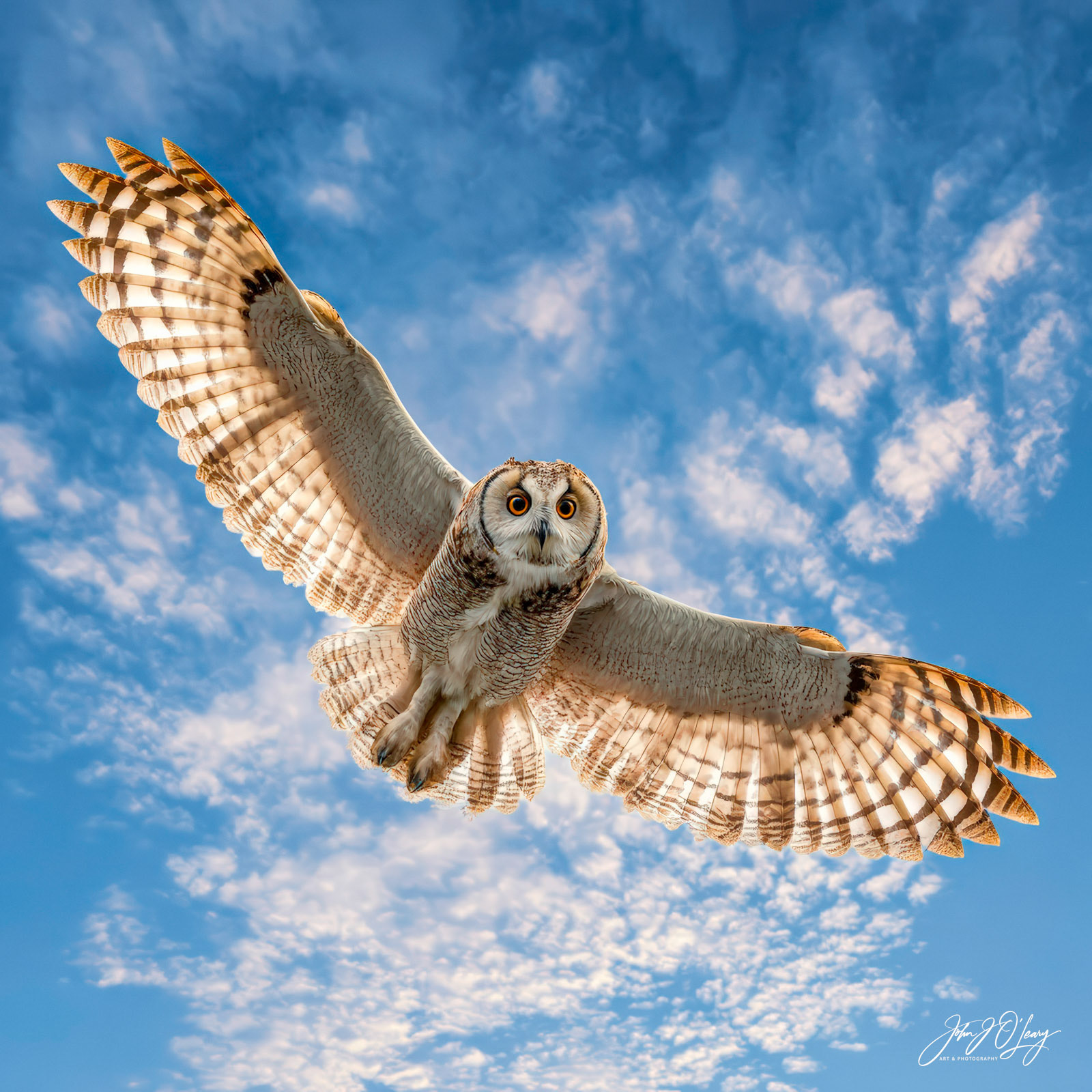 SNOWY OWL IN FLIGHT