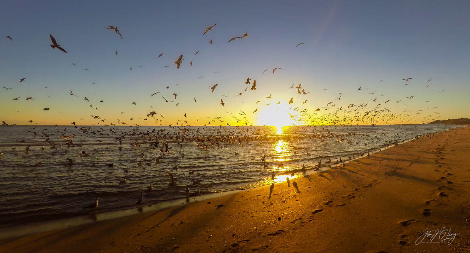 FEEDING FRENZY | MEXICO