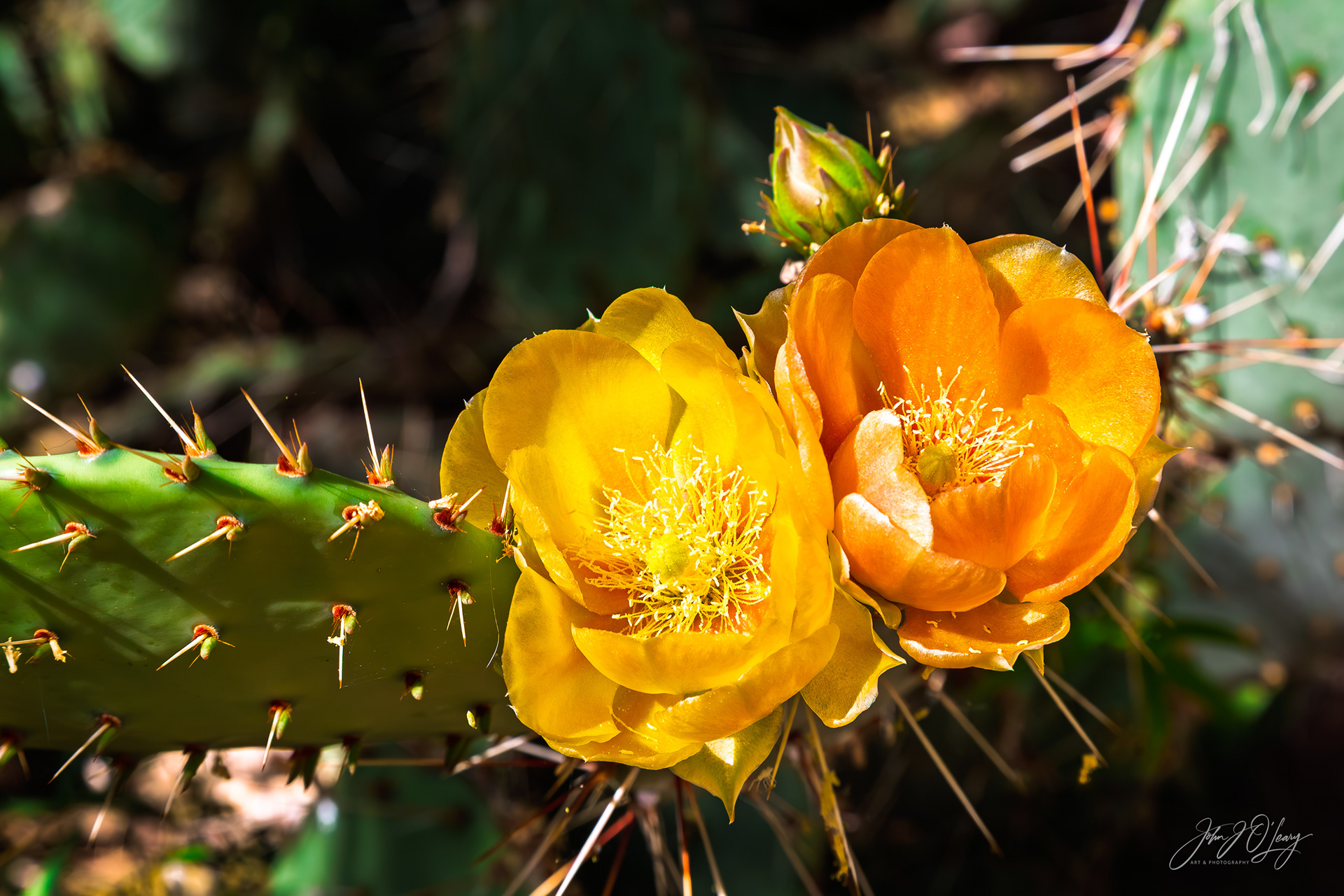 CACTUS FLOWER PAIR - ARIZONA