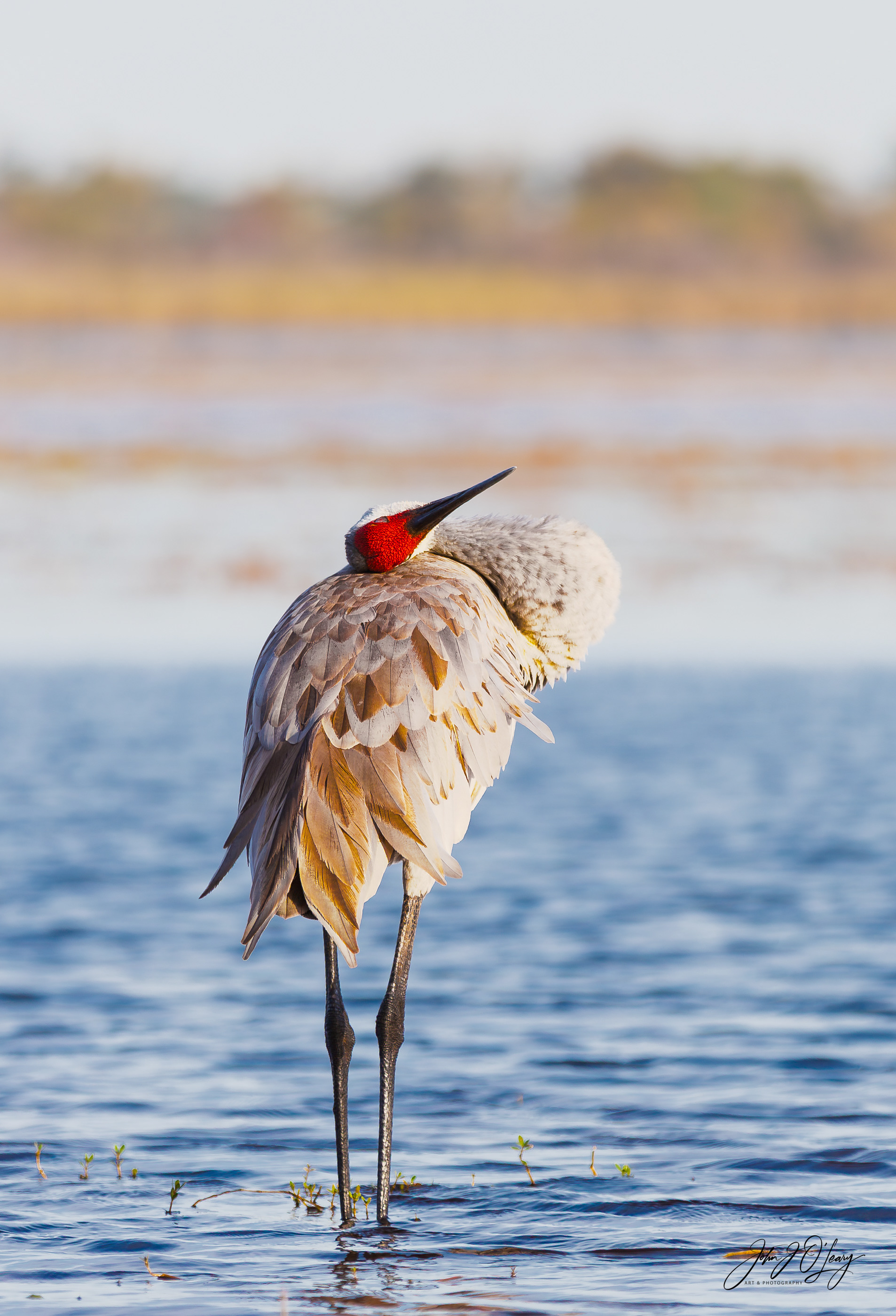 PREENING SANDHILL CRANE - FLORIDA