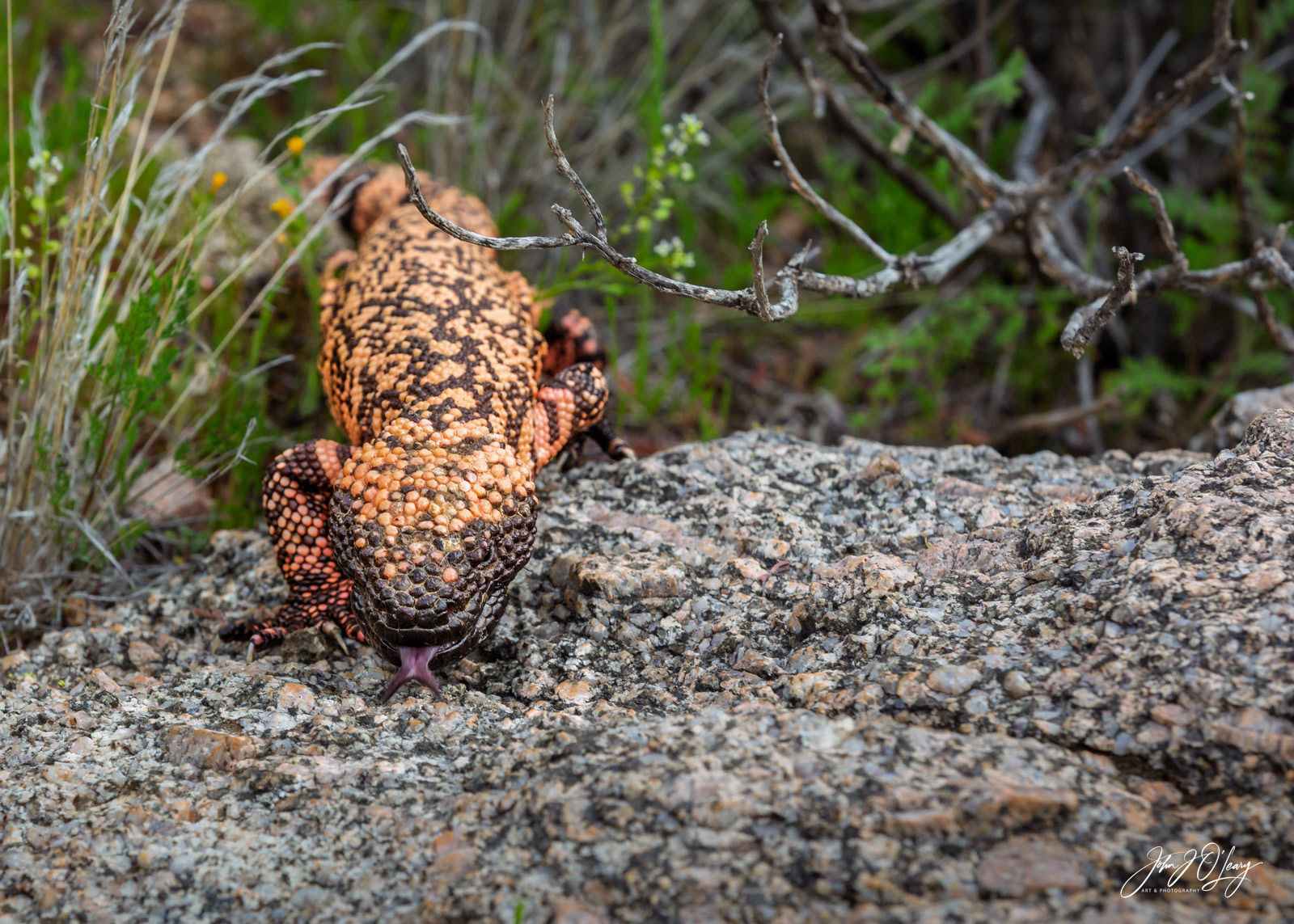 GILA MONSTER AT BROWN'S RANCH | ARIZONA