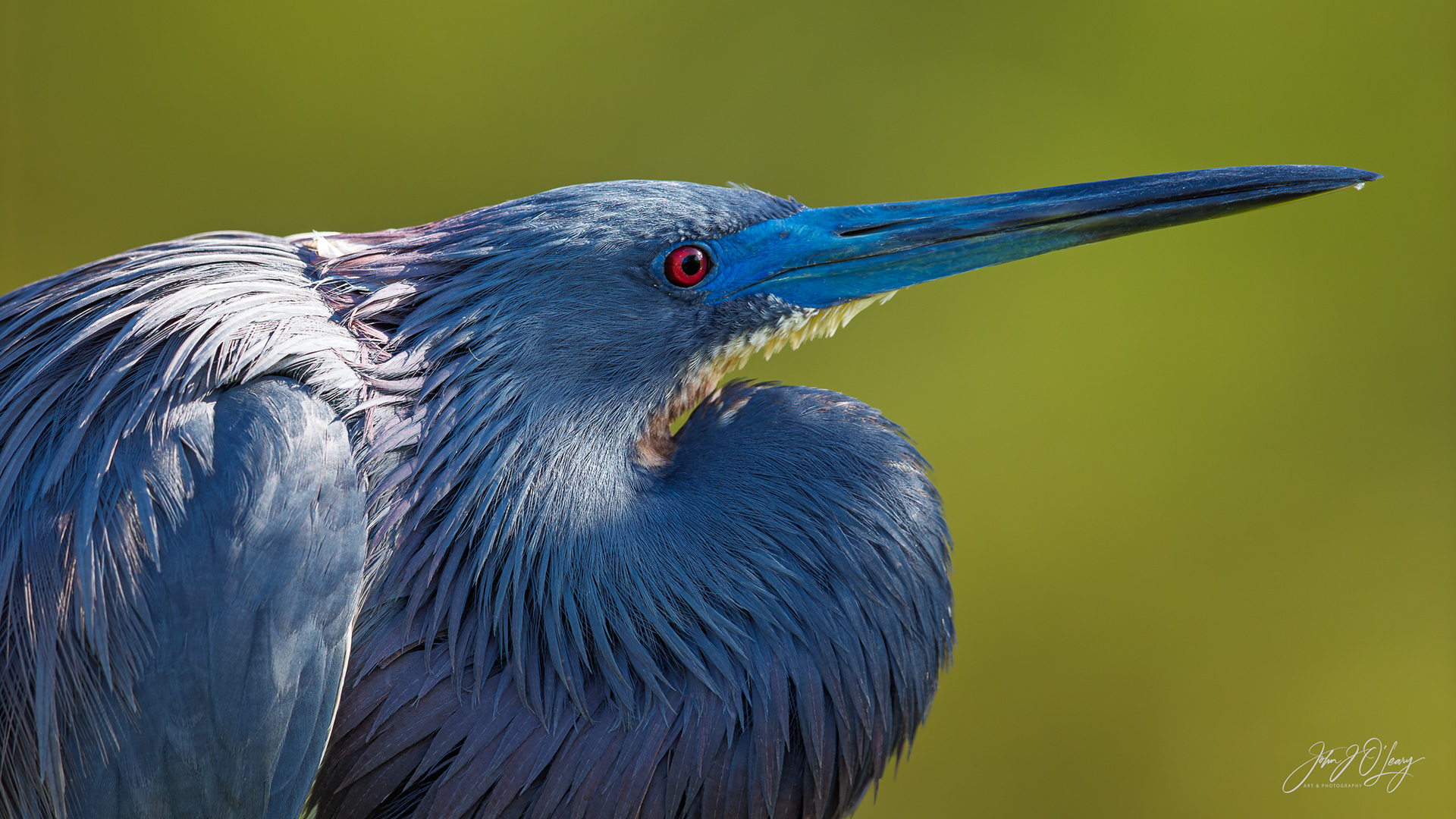 TRI-COLORED HERON CLOSE-UP - FLORIDA