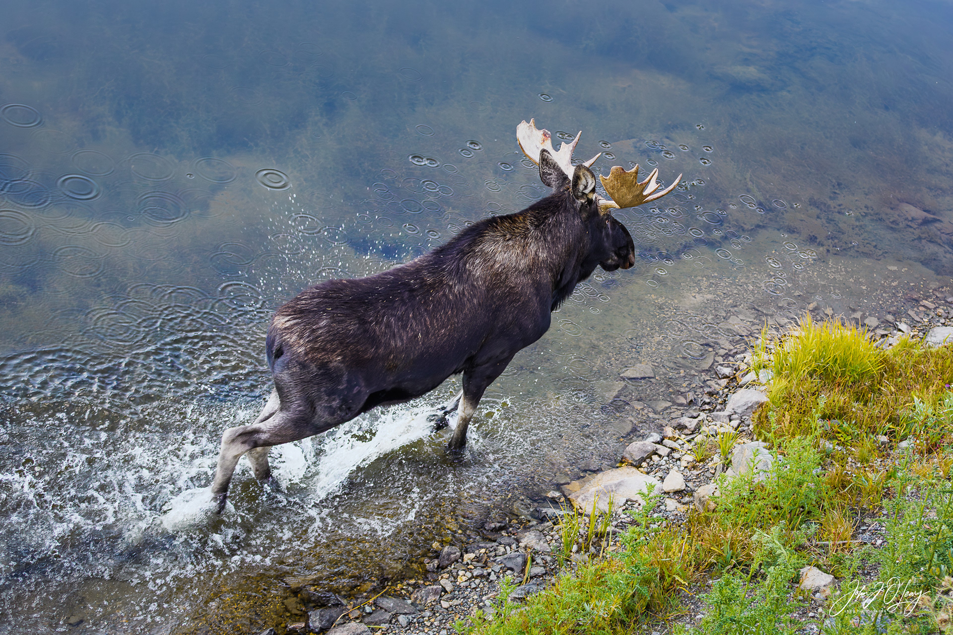 BULL MOOSE AT LAKES EDGE - COLORADO