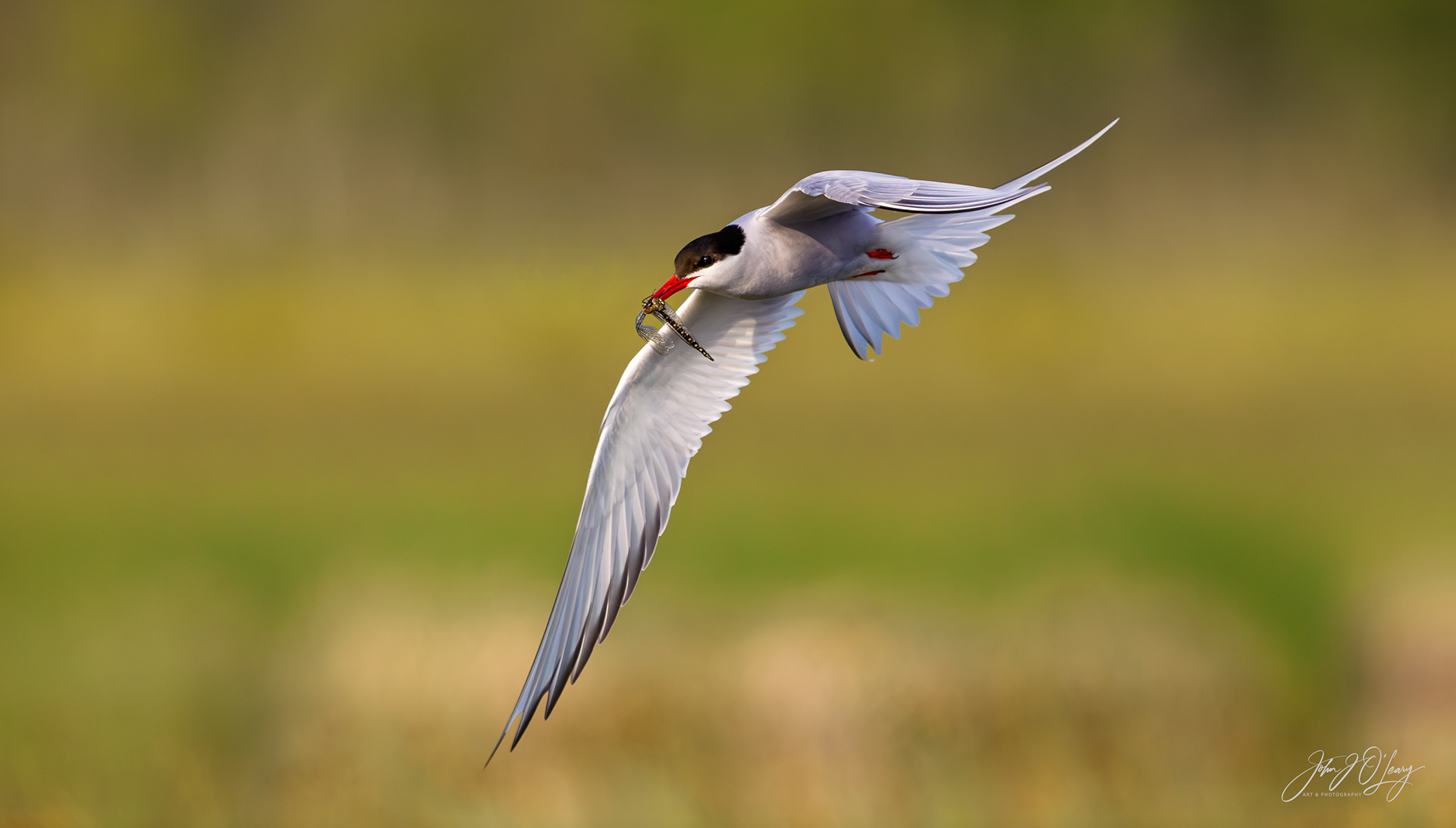 ARCTIC TERN WITH DRAGONFLY - ALASKA