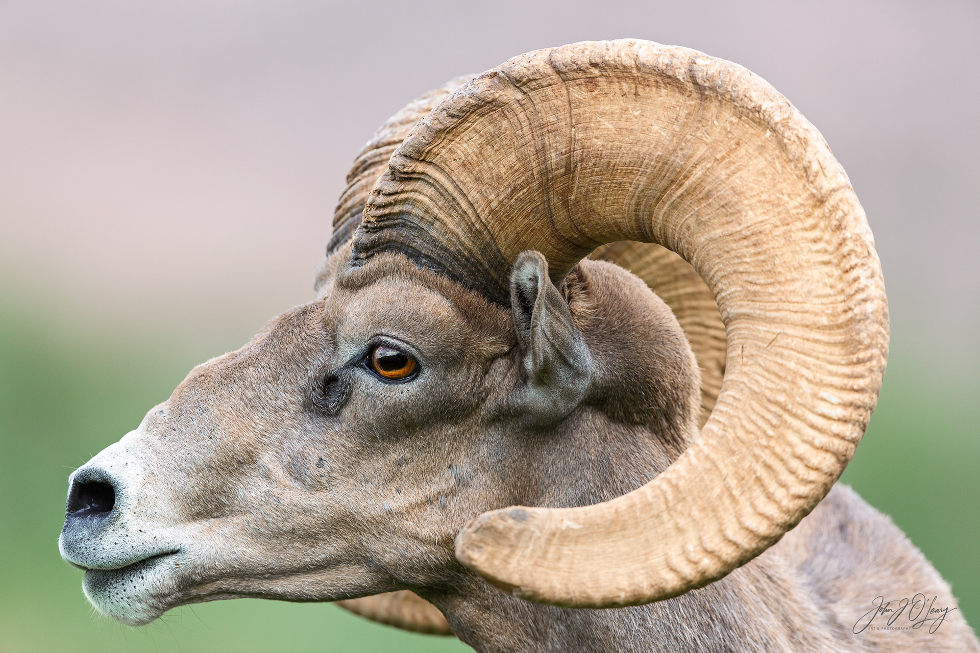 BIGHORN SHEEP - NEVADA
