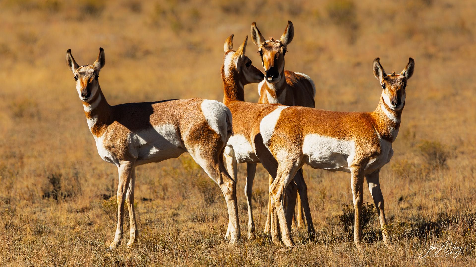PRONGHORN ANTELOPE BOOKENDS - COLORADO