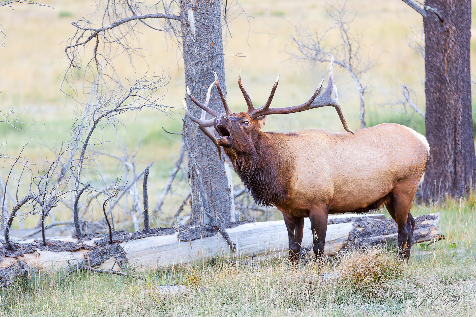 ELK BUGLING - COLORADO