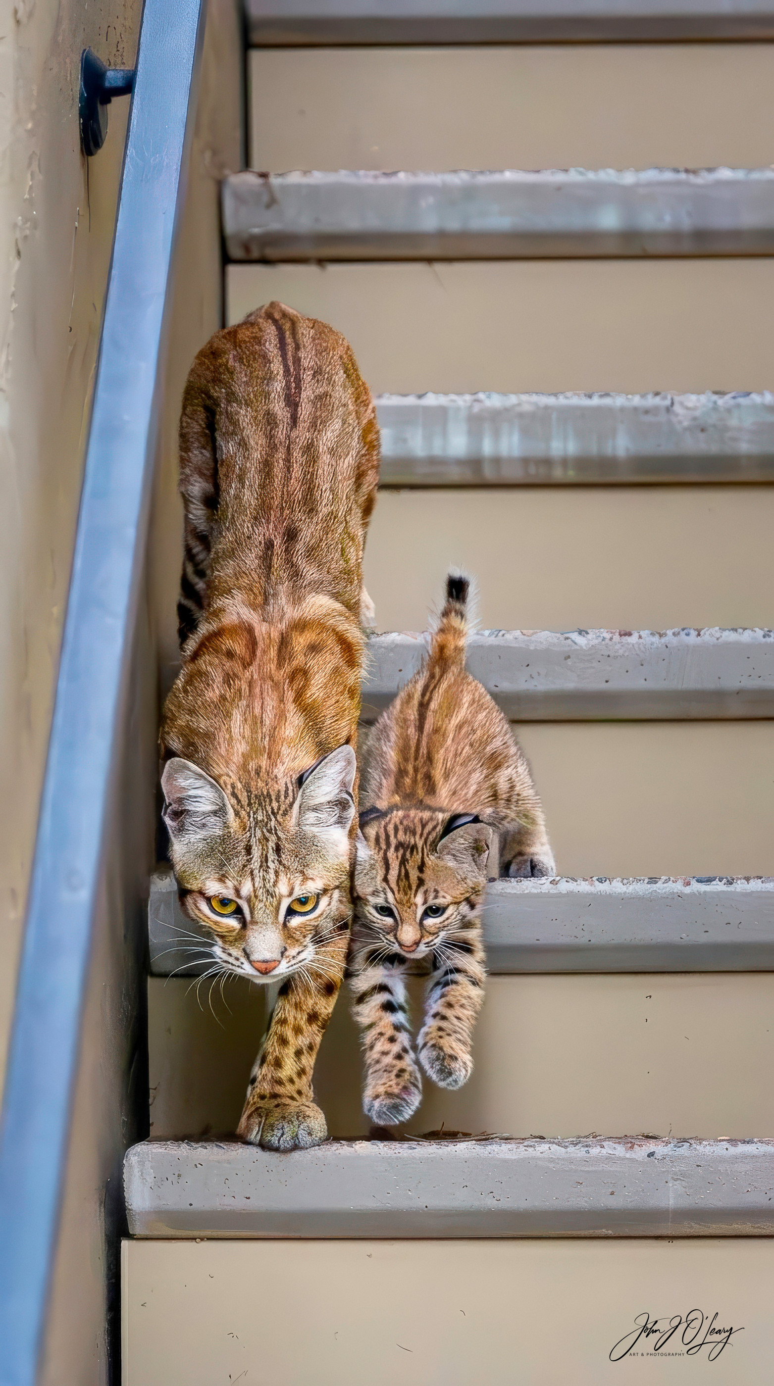 BOBCAT MOM AND KITTEN ON STAIRS - ARIZONA
