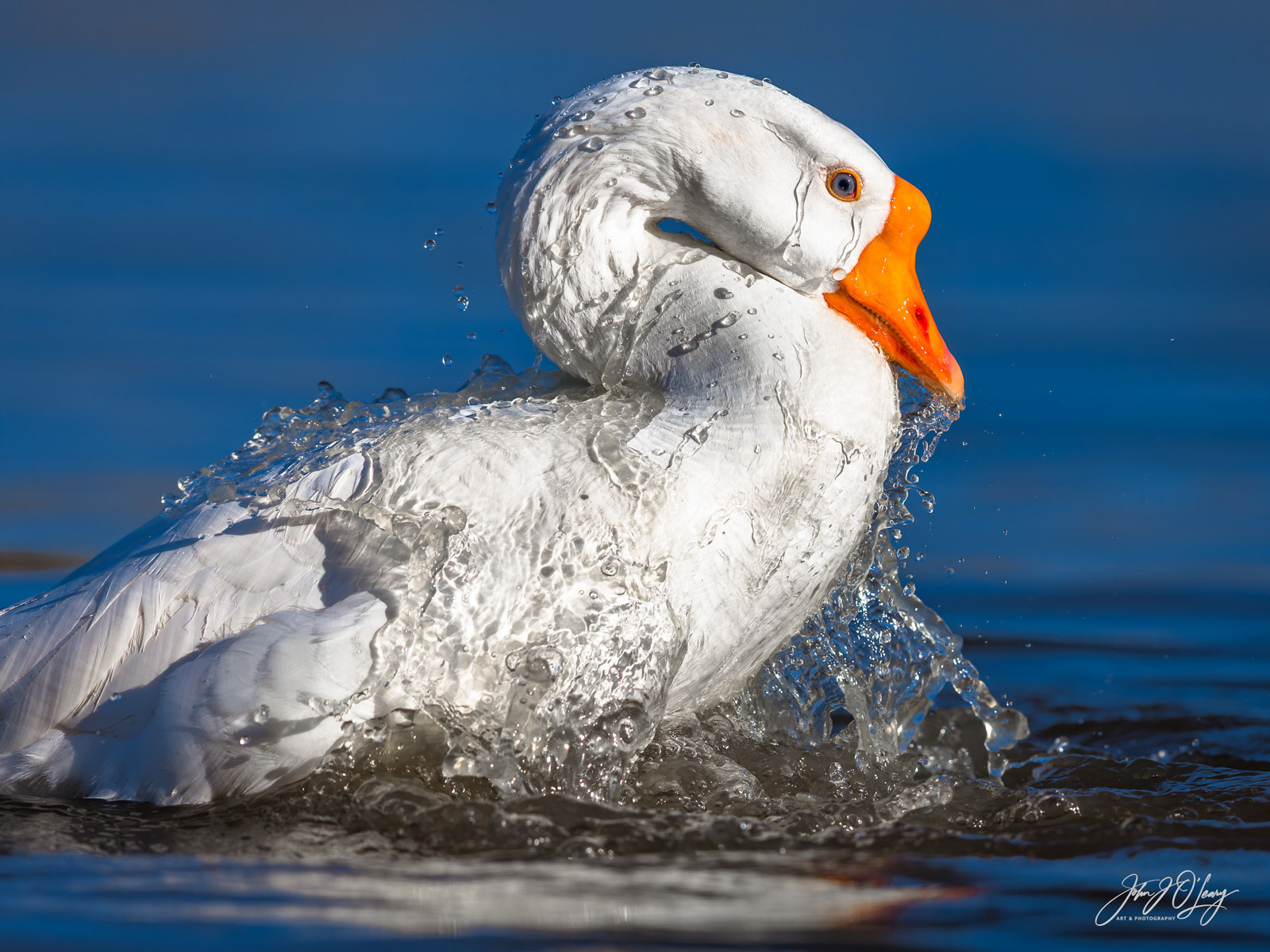 DOMESTIC GOOSE BATHING | ARIZONA