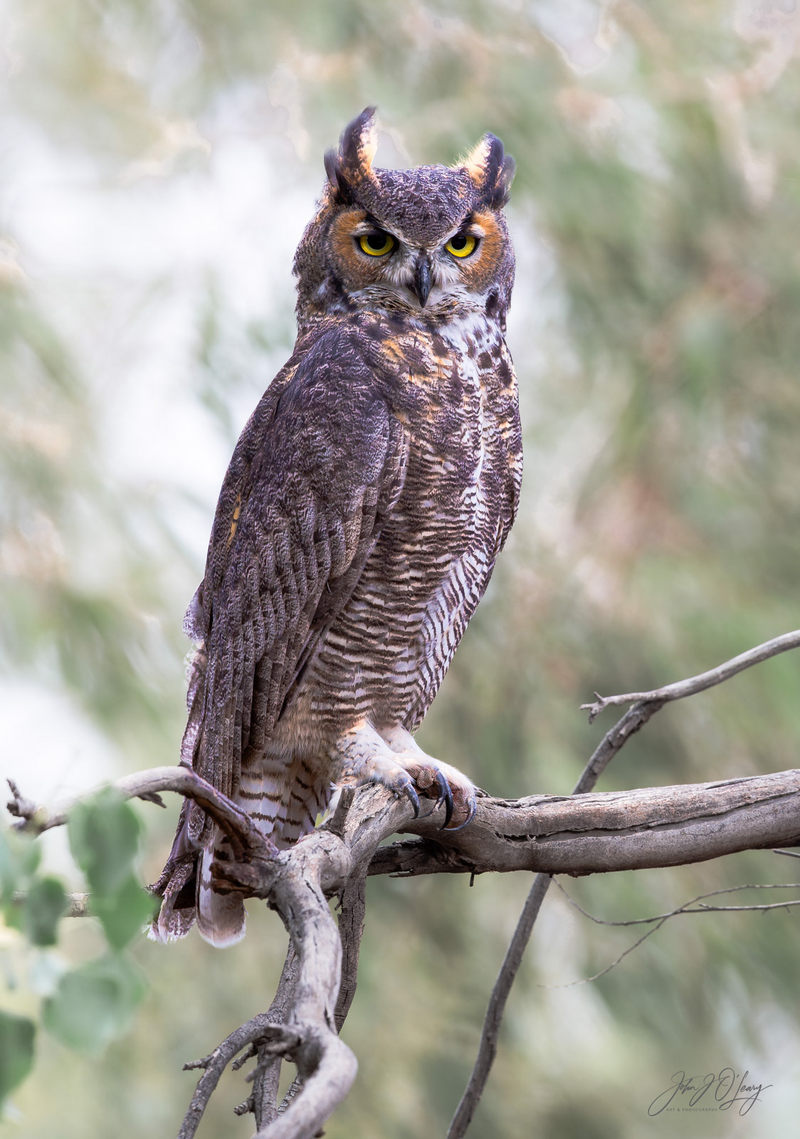 GREAT HORNED OWL | ARIZONA