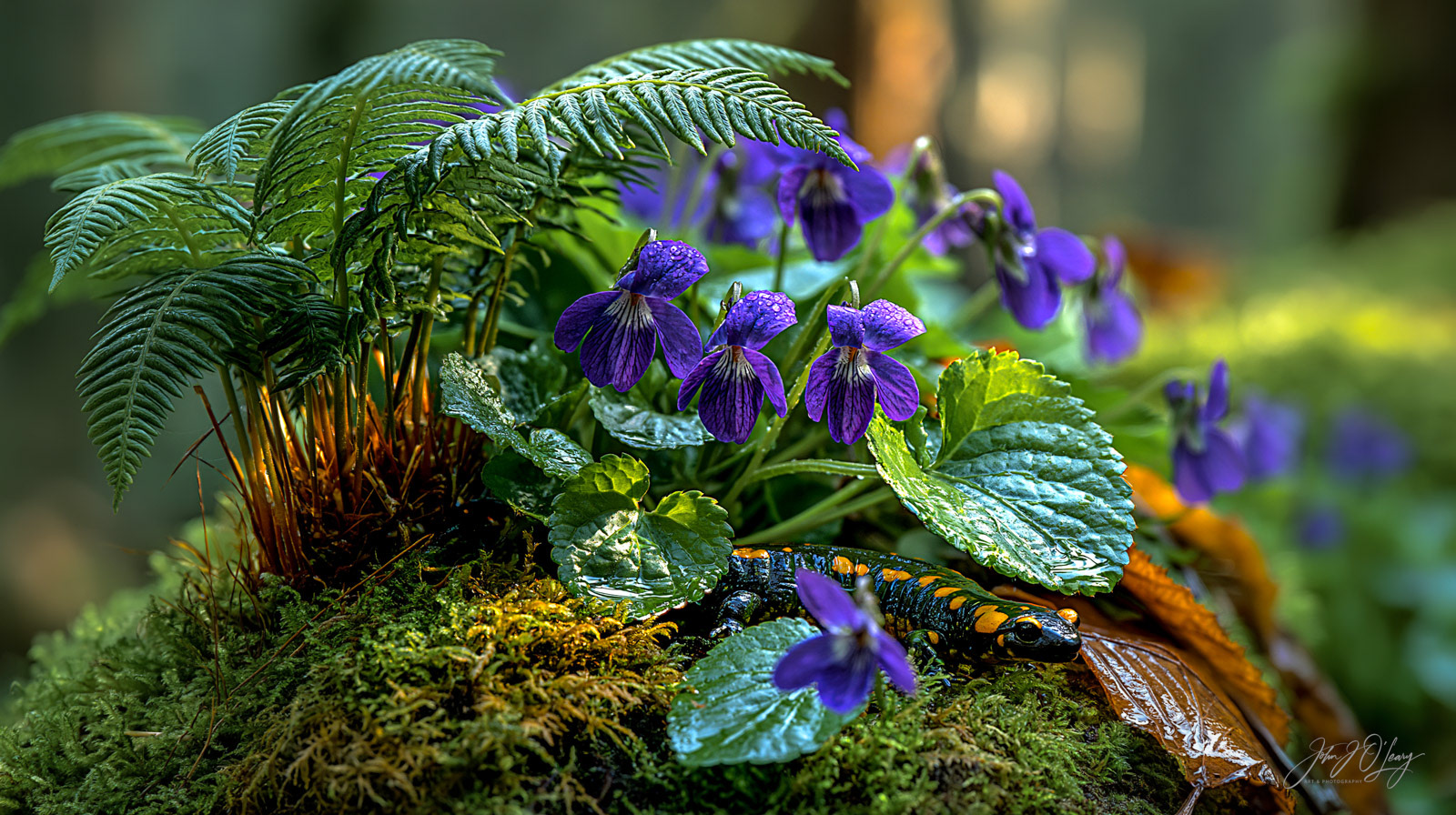 SALAMANDER AND VIOLETS