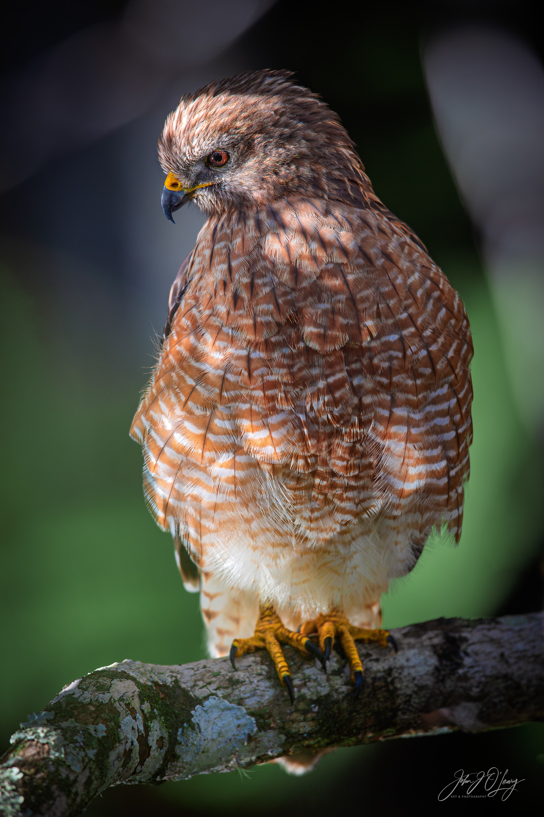 RED-SHOULDERED HAWK - FLORIDA