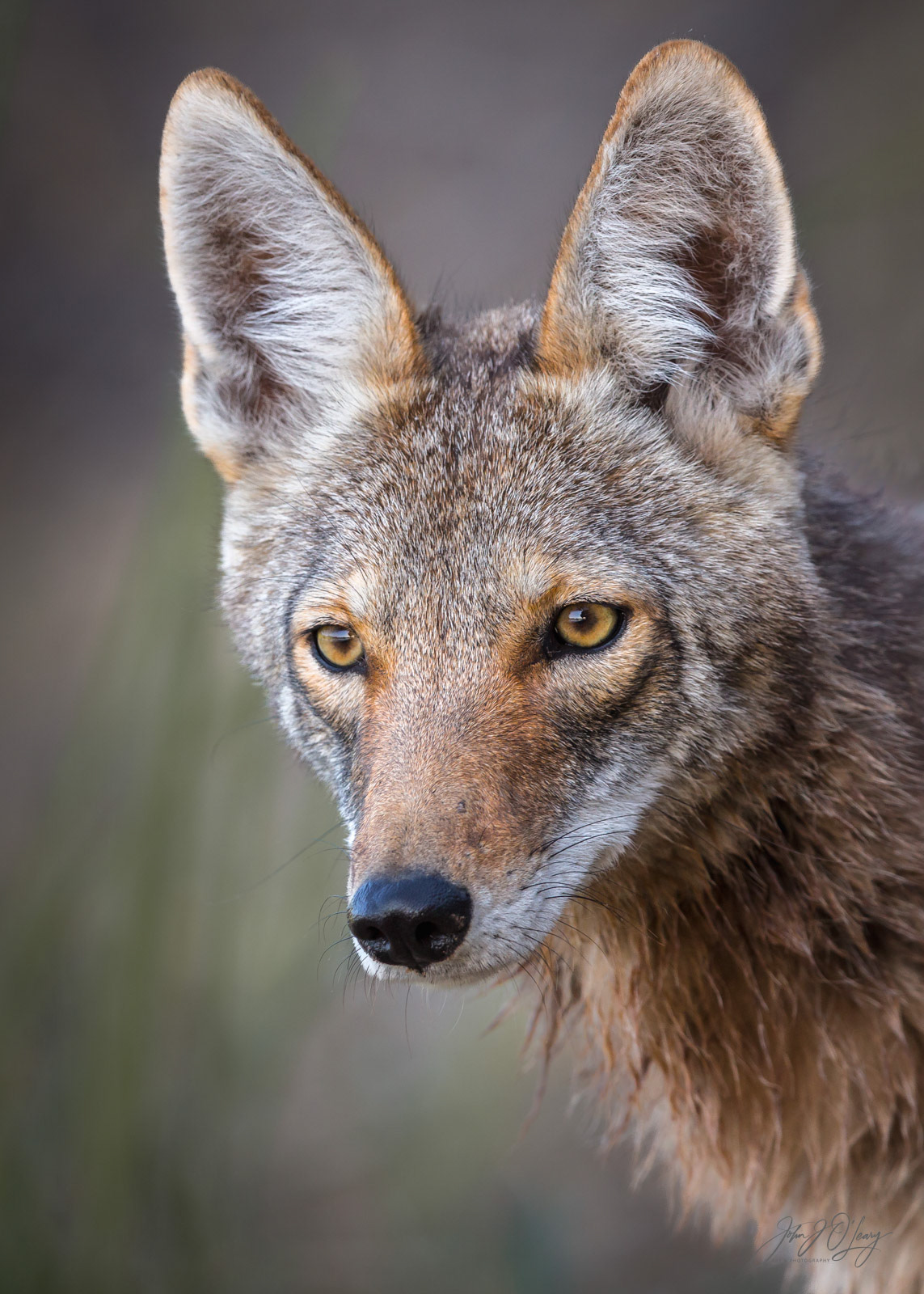 COYOTE CLOSE-UP | ARIZONA