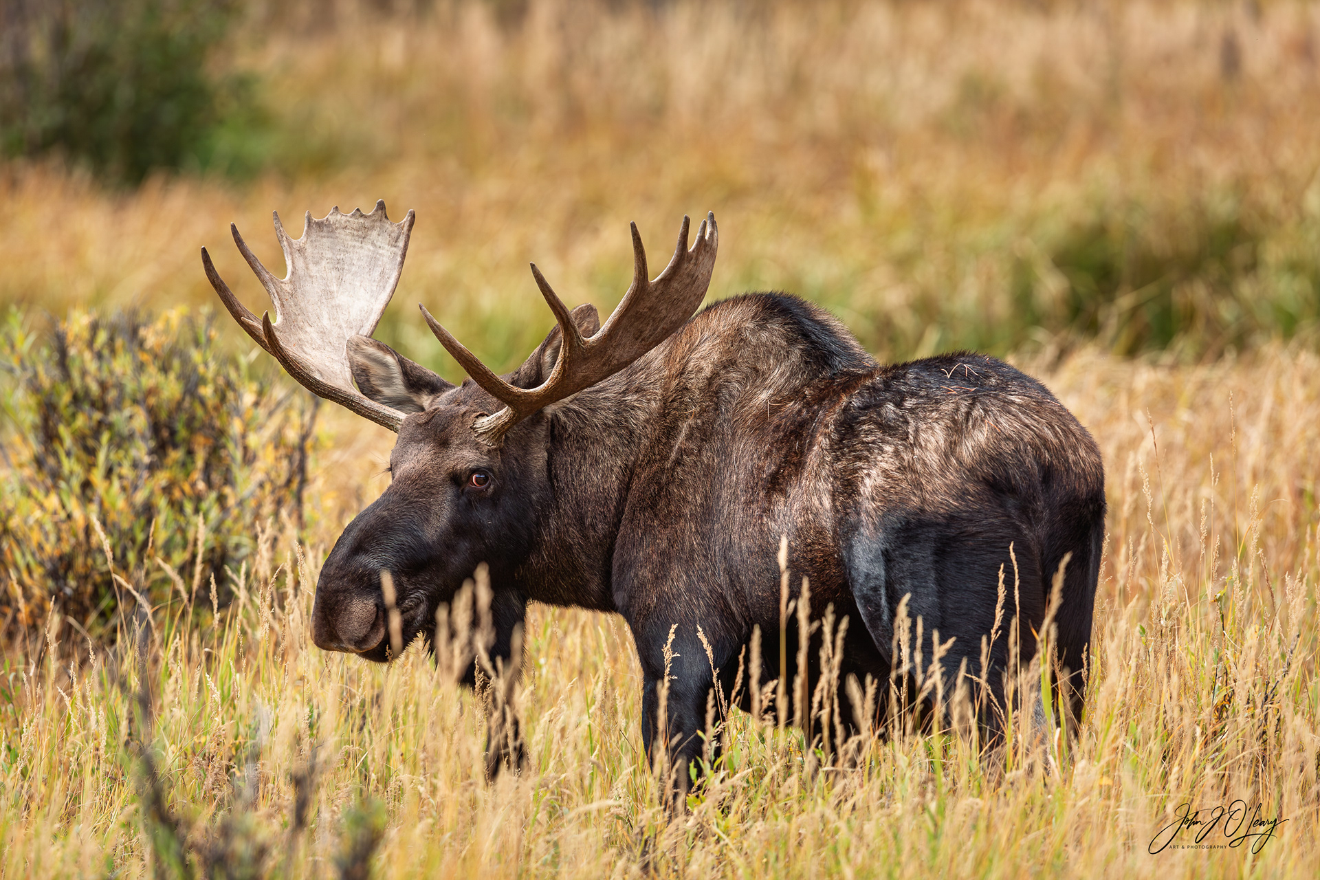 BULL MOOSE IN LUSH GRASSLAND - COLORADO