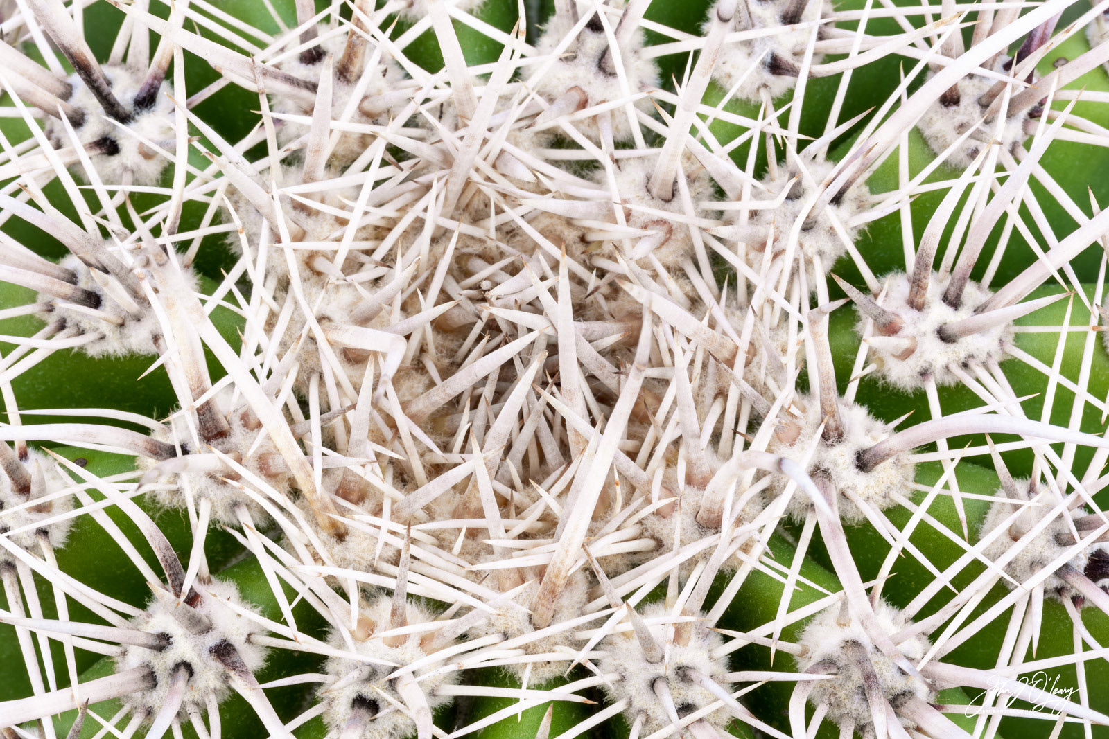 BARREL CACTUS | ARIZONA