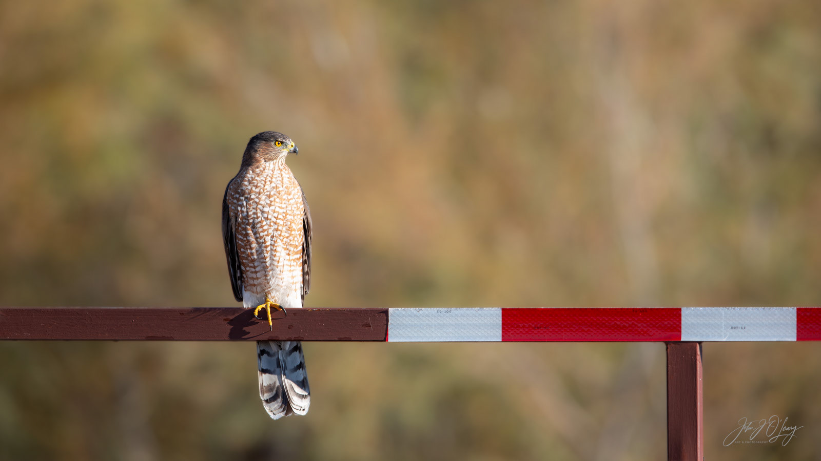 COOPER'S HAWK | NEW MEXICO