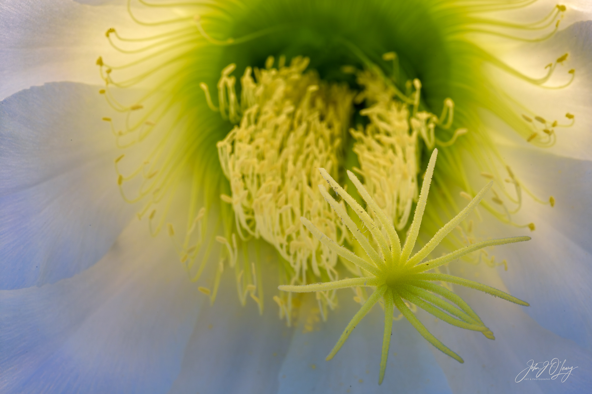 CEREUS CACTUS FLOWER - MACRO - ARIZONA