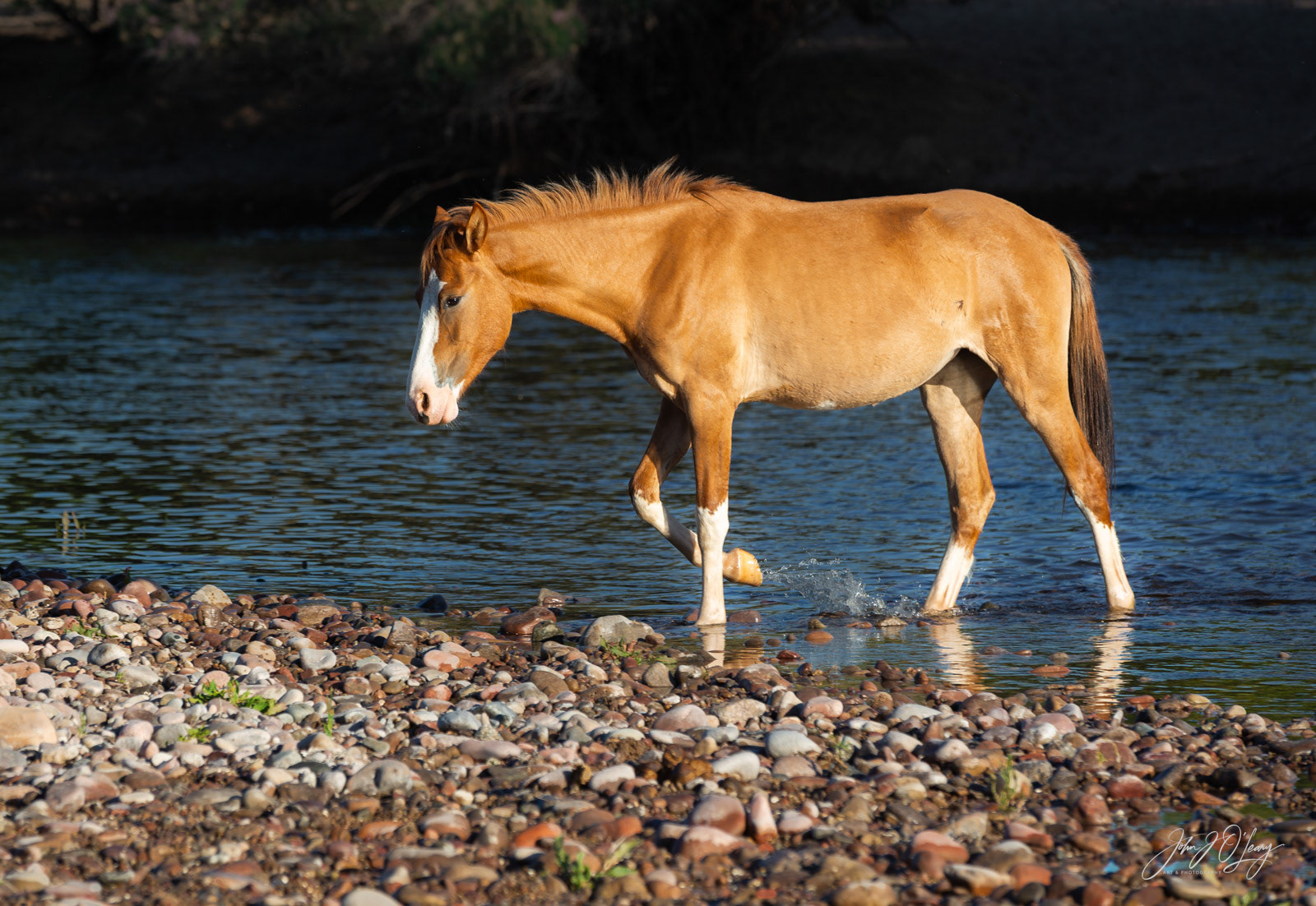 WILD HORSE - COLT } ARIZONA