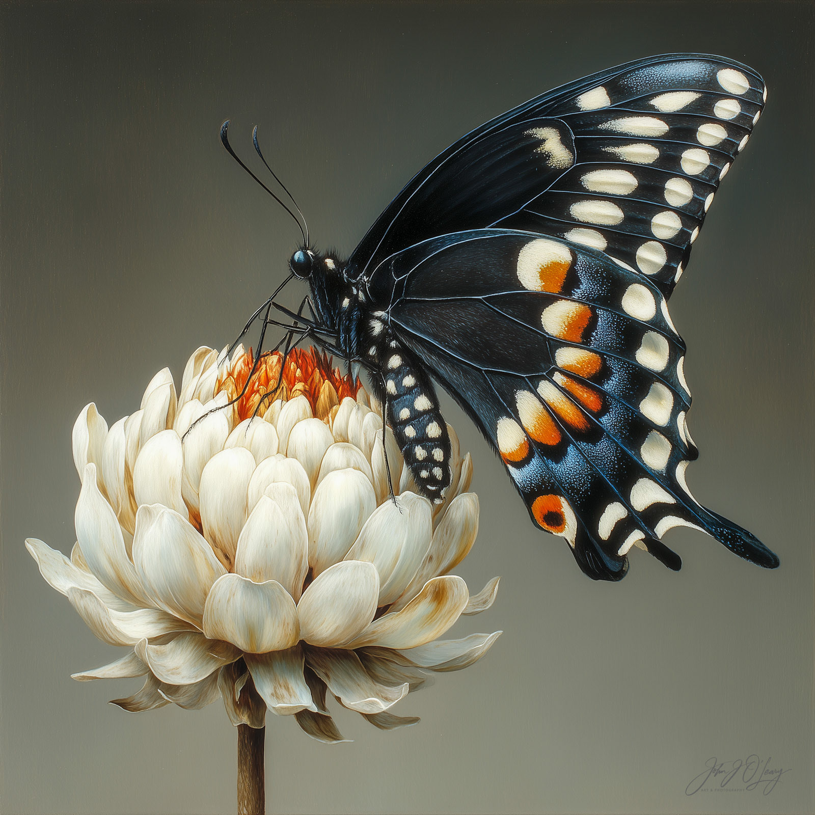 BLACK SWALLOWTAIL