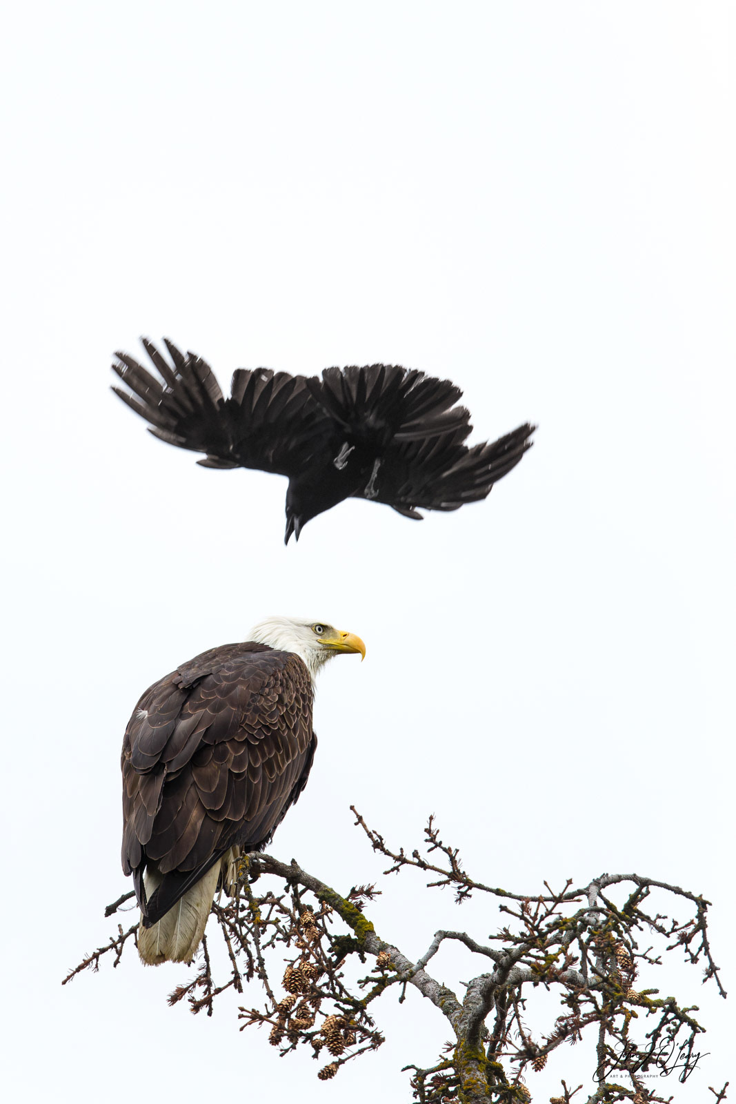 EAGLE AND RAVEN - 03 | ALASKA