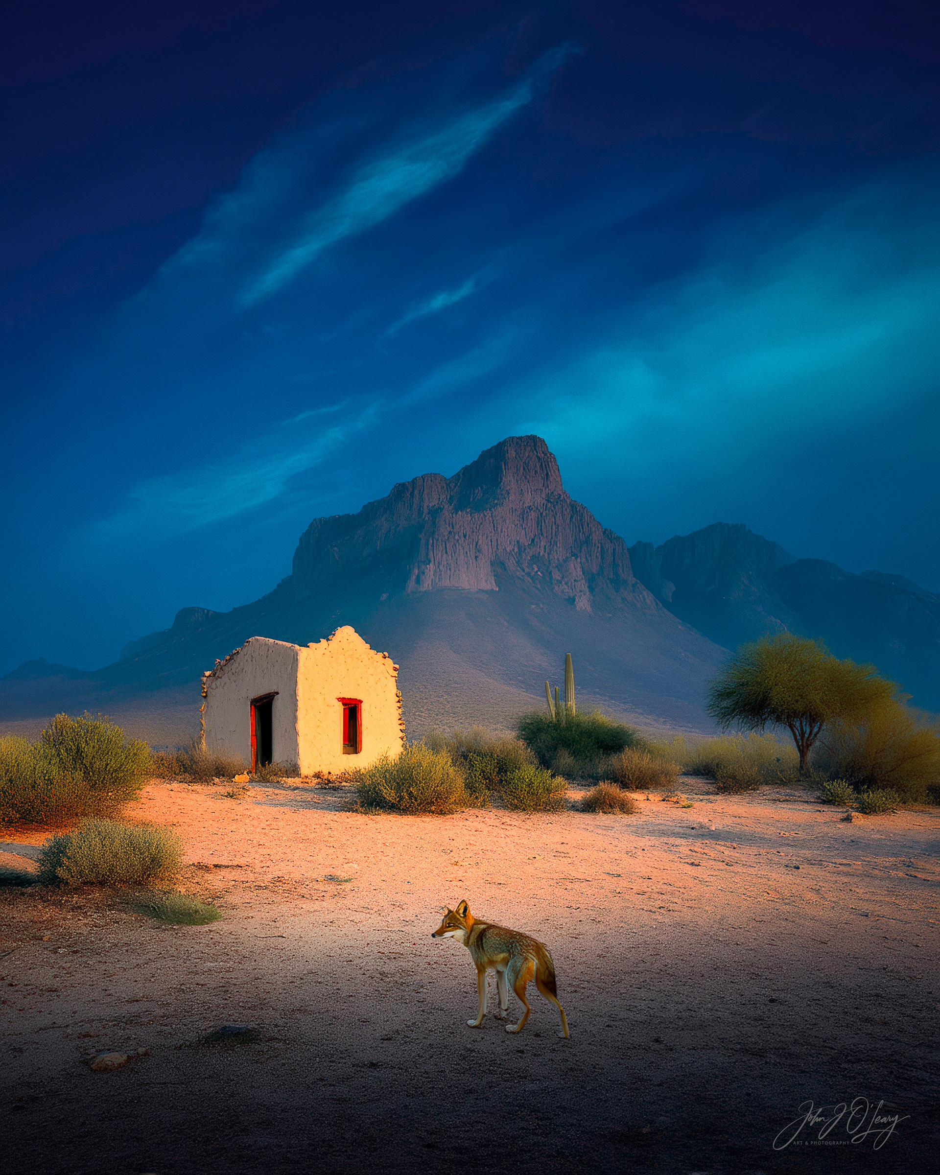 COYOTE AND ADOBE HUT IN THE SONORAN DESERT