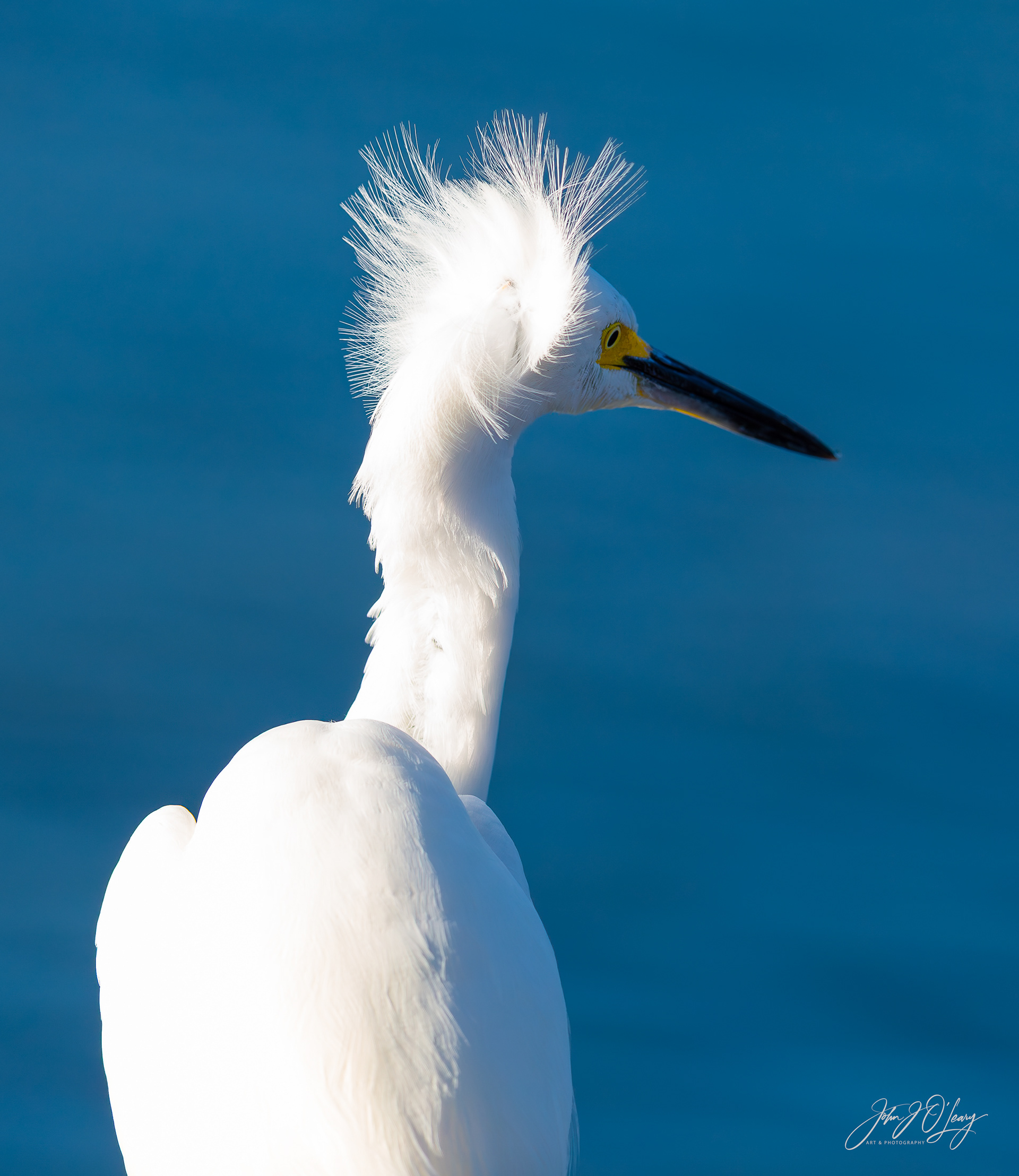 BAD HAIR DAY - SNOWY EGRET - FLORIDA