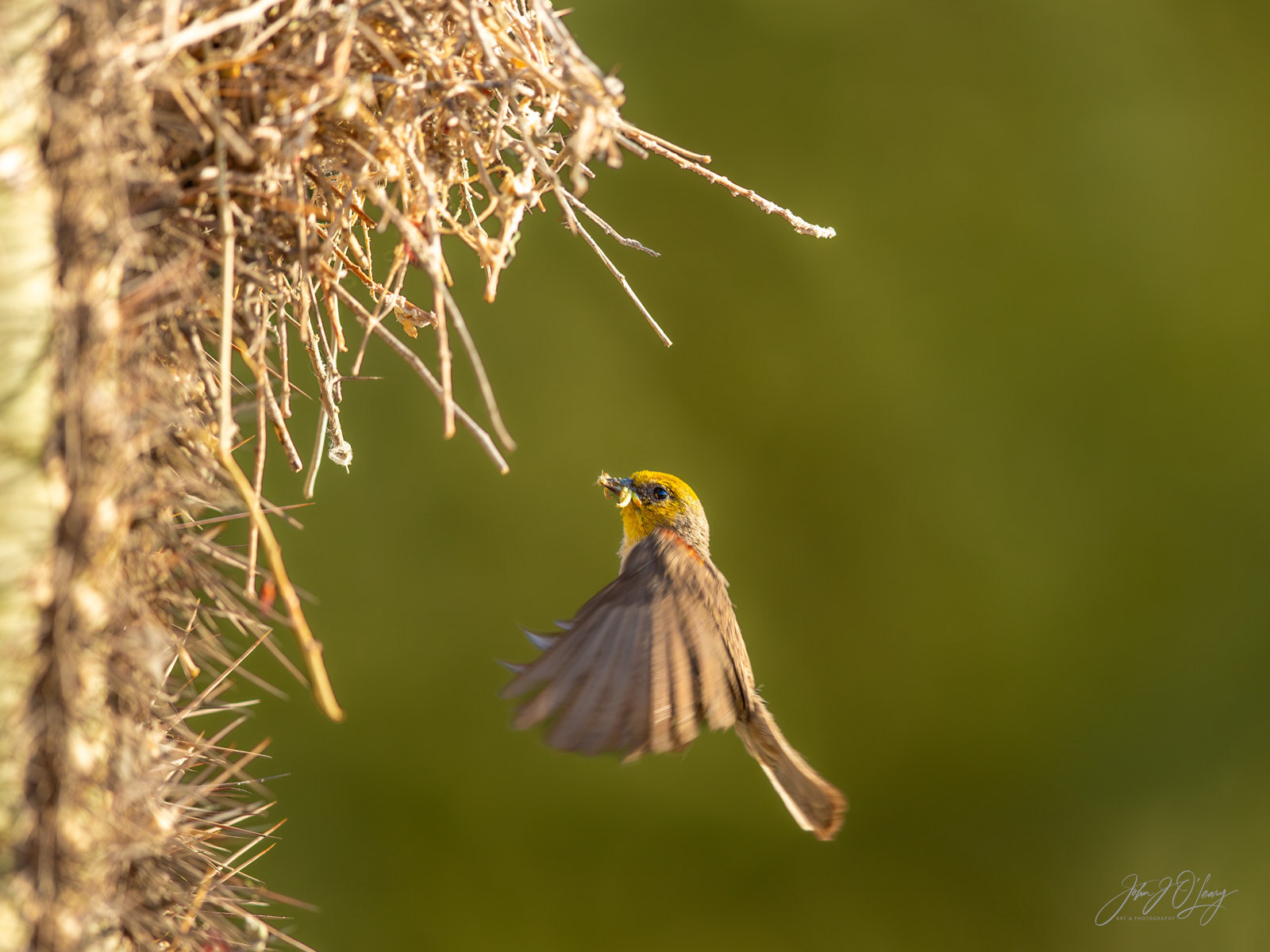 VERDIN BRINGING SUPPER | ARIZONA