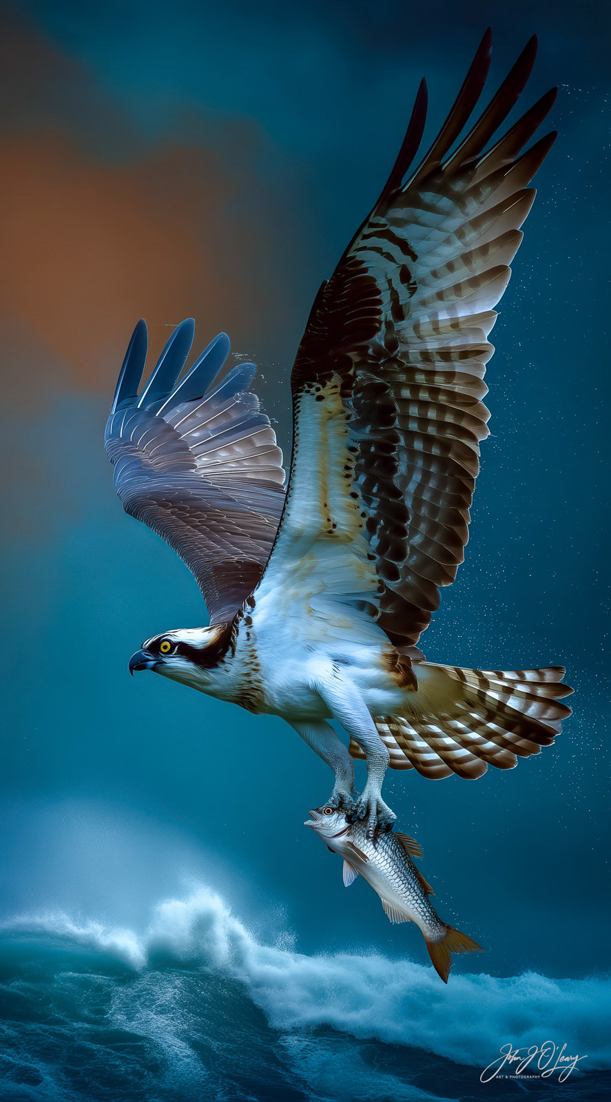 OSPREY WITH FISH