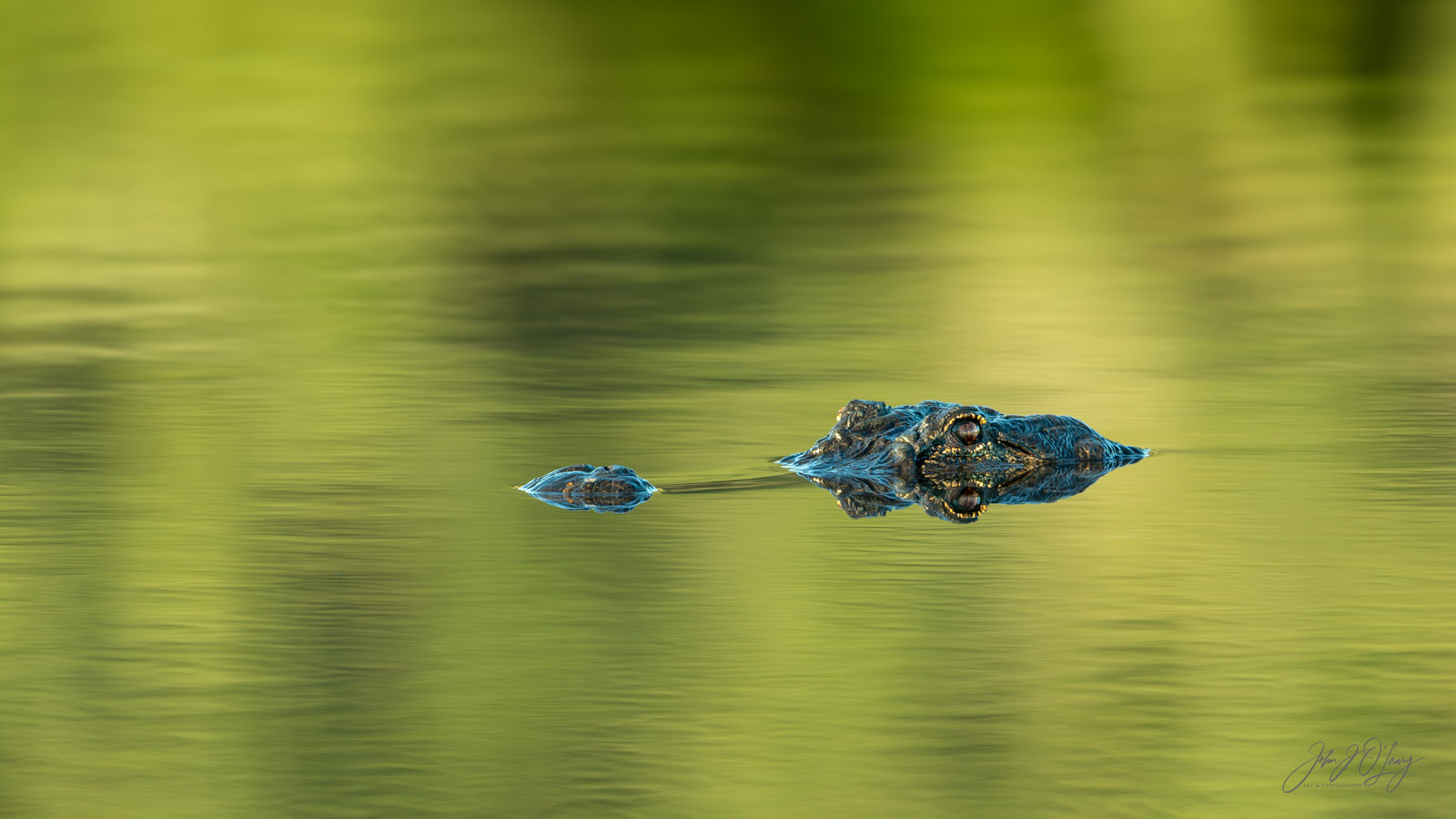 LURKING | FLORIDA