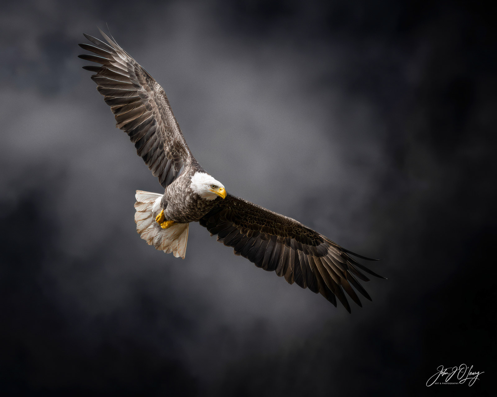 EAGLE SOARING IN THE STORM