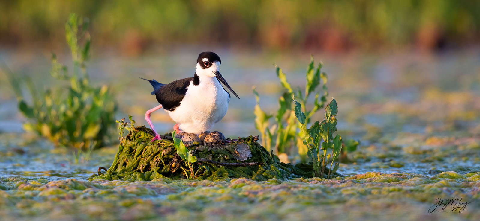 BLACK-NECKED STILT NEST | ARIZONA