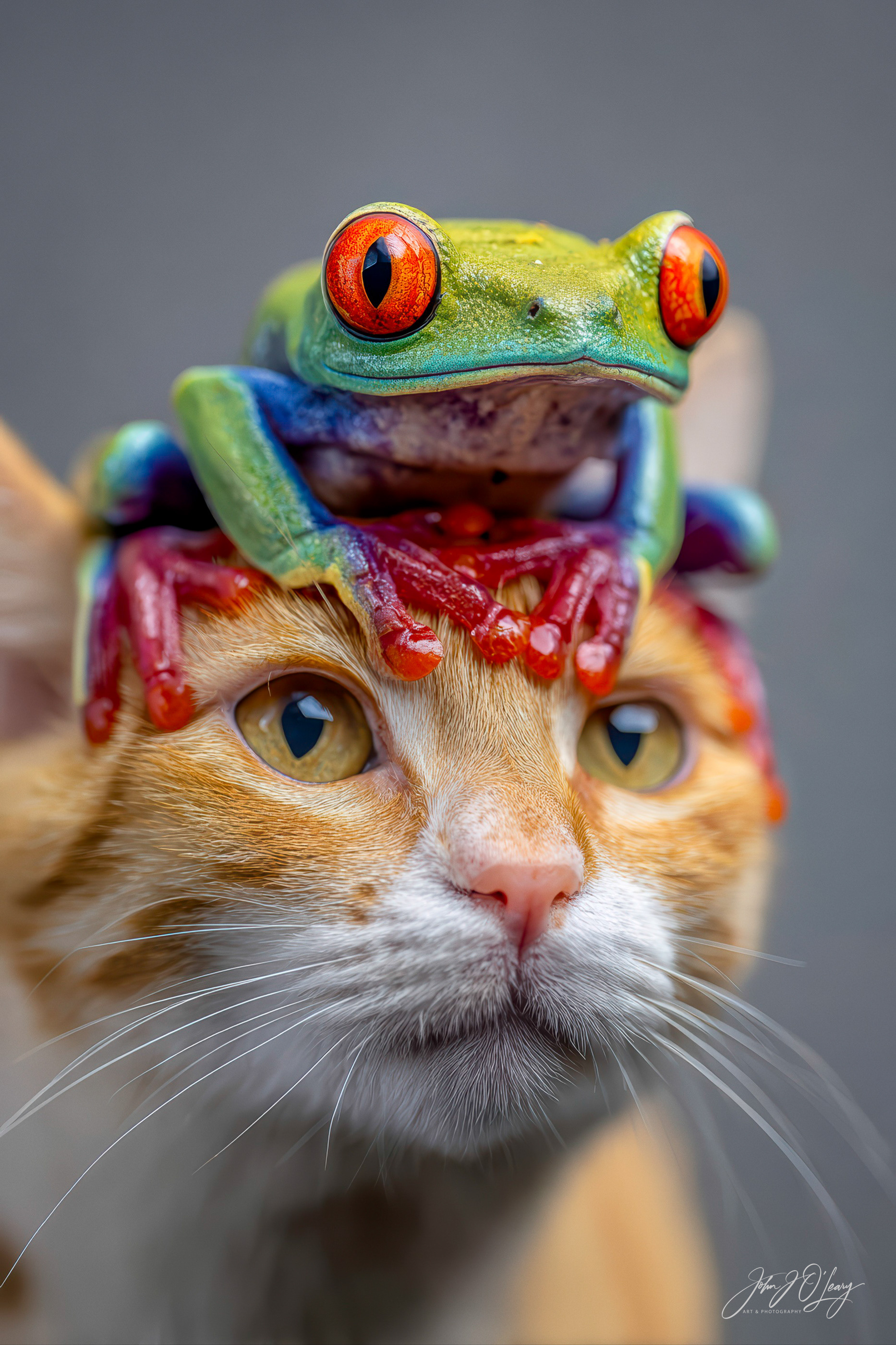TREE FROG AND CAT