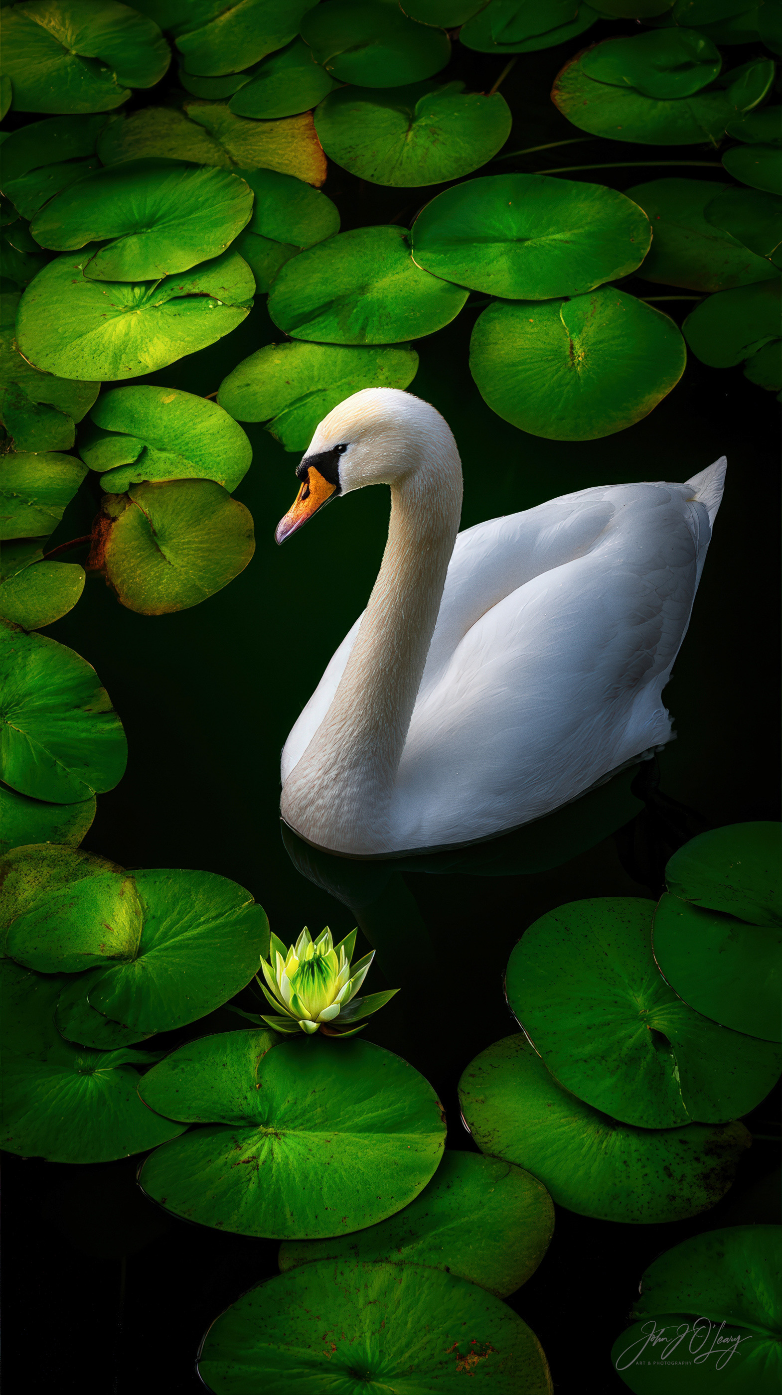 SWAN ON LILY POND