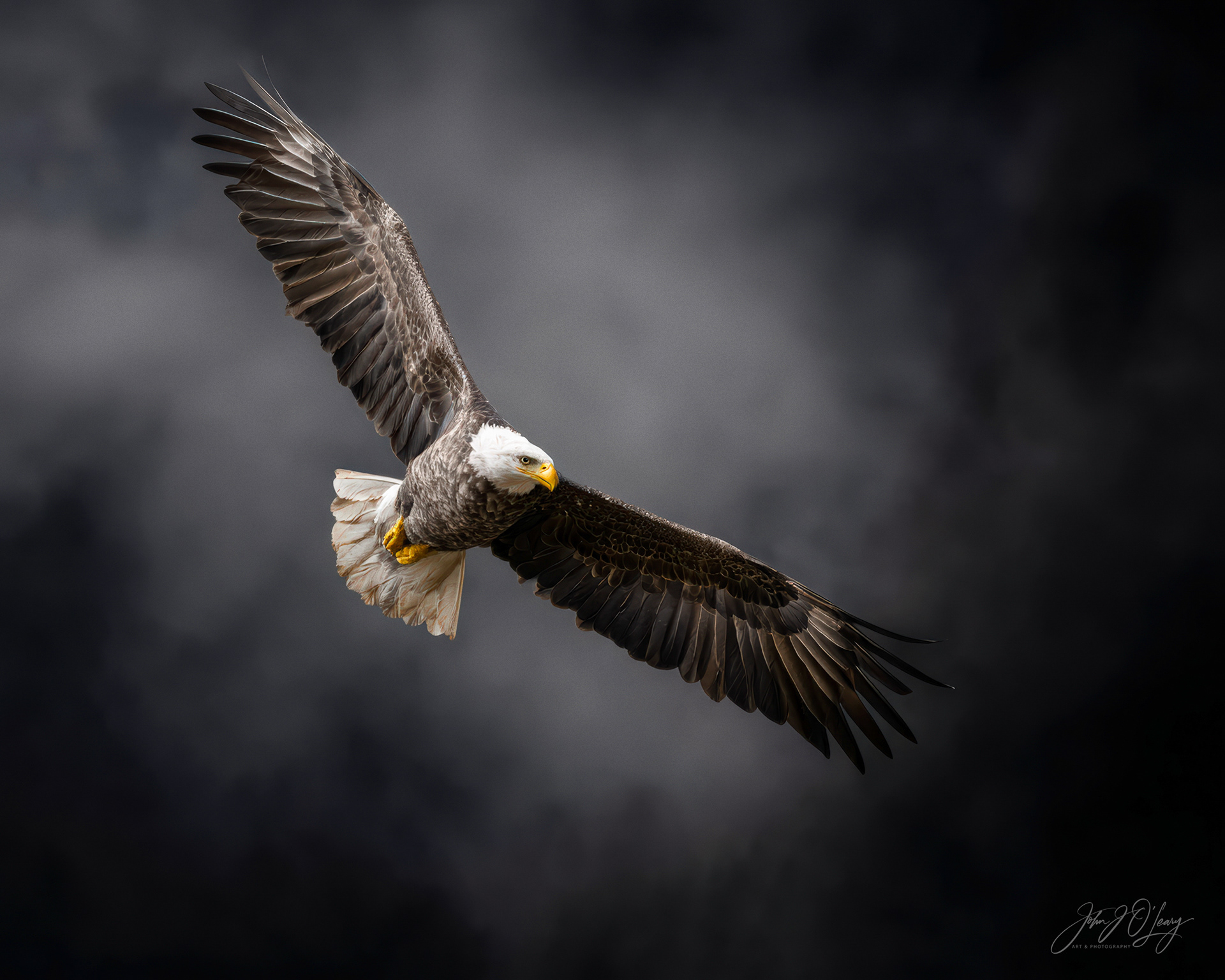 SOARING IN THE STORM